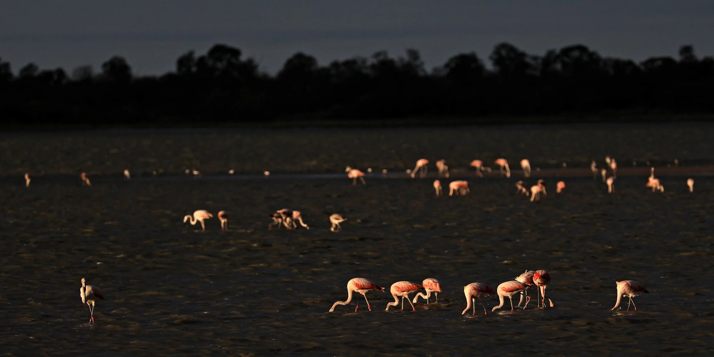 Chilean Flamingo (Phoenicopterus chilensis) Chaco Lodge & Laguna Salada Paraguay (90).jpg