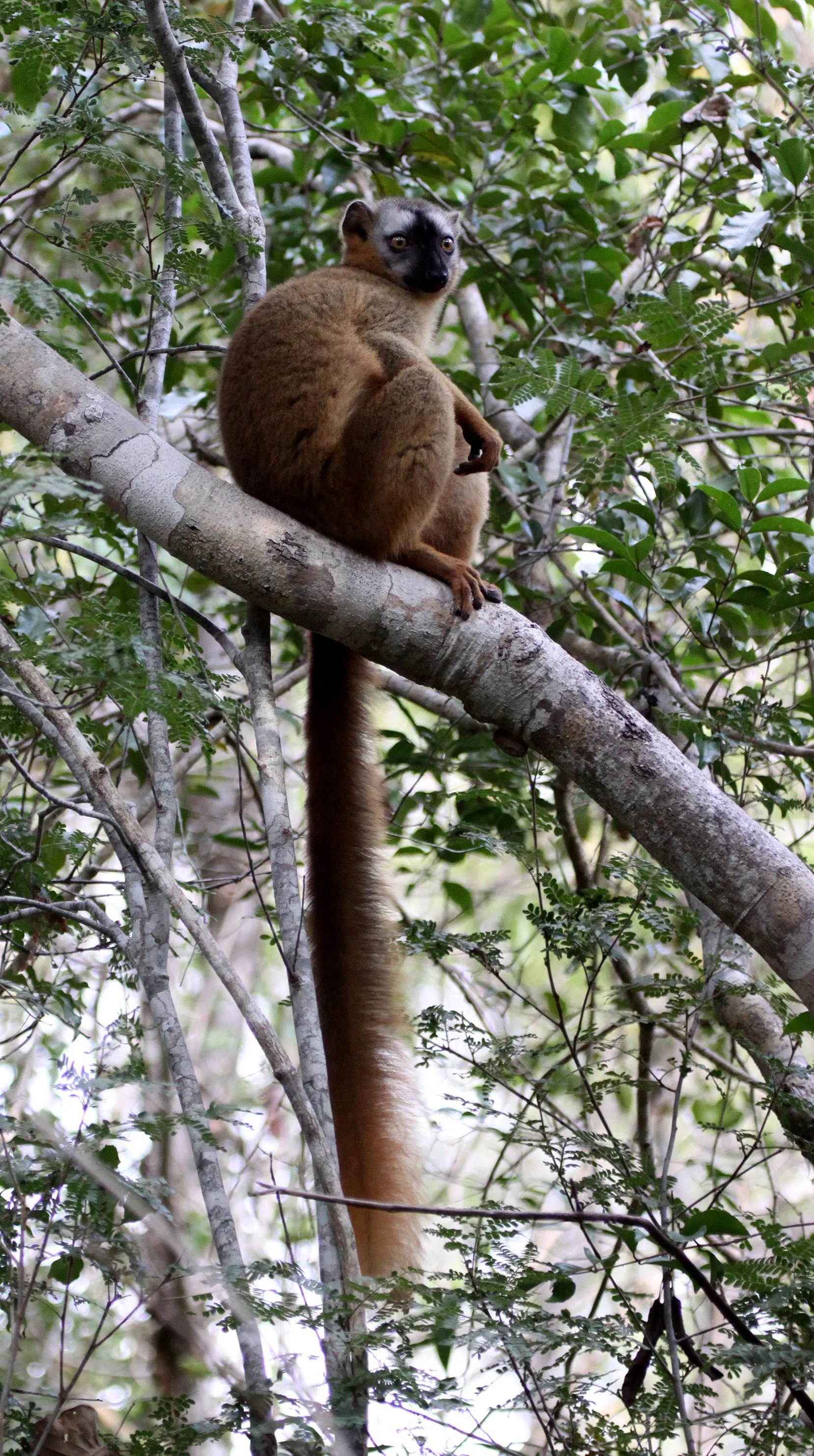 LEMURIDAE - Eulemur rufus -  RUFOUS BROWN LEMUR - KIRINDY NATIONAL PARK MADAGASCAR (28).JPG