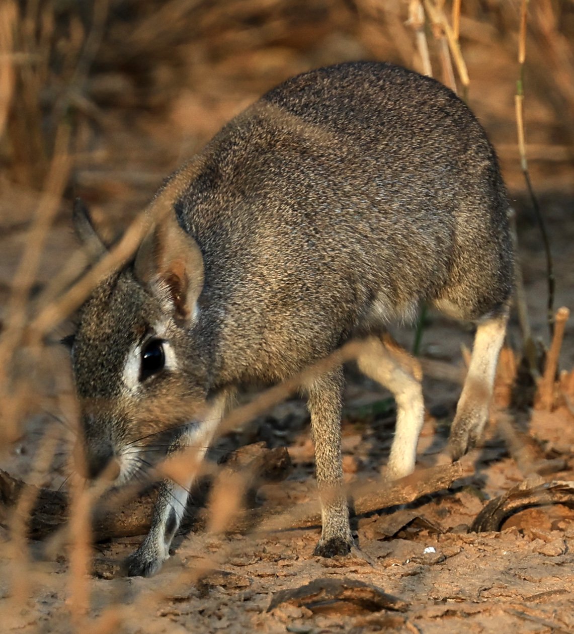 Chacoan Mara (Dolichotis salinicola) Aurora Chaquena Reserve, Neuland Mennonite Colony Paraguay (34).jpg
