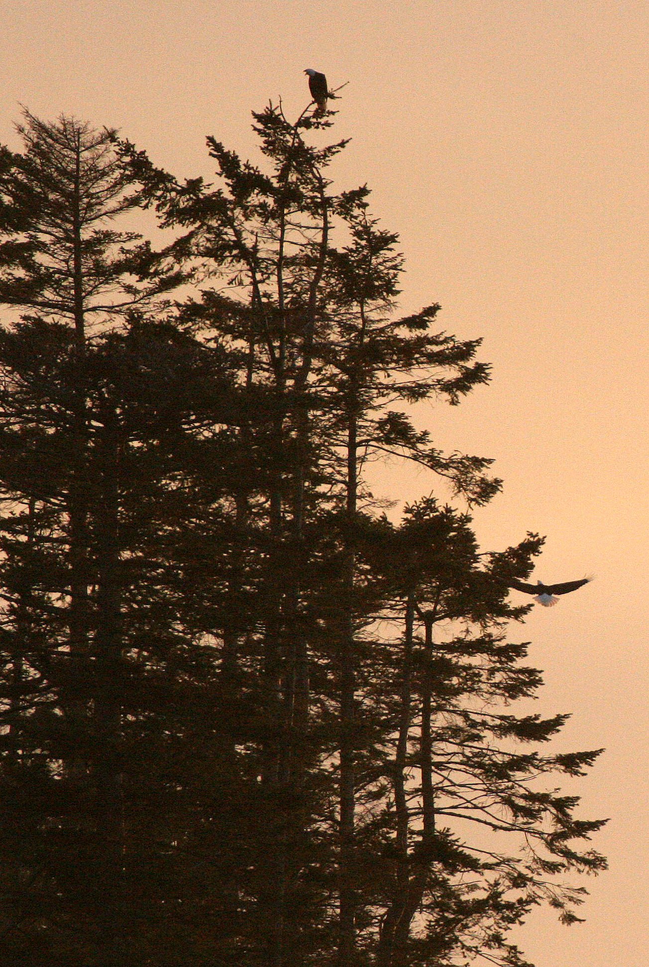 BIRD - EAGLE - BALD EAGLE - LAKE FARM BLUFFS (21).JPG
