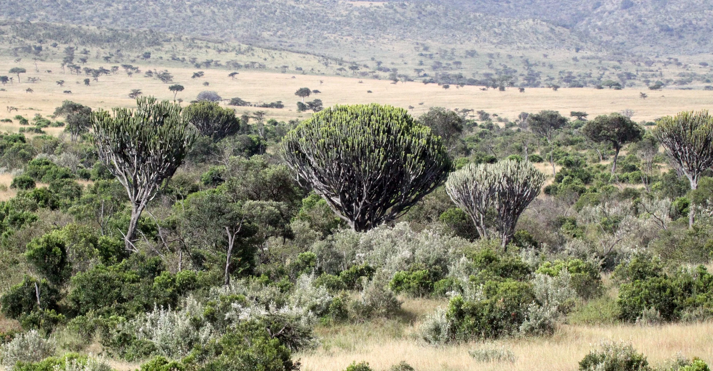 MASAI MARA NATIONAL PARK KENYA (185).JPG