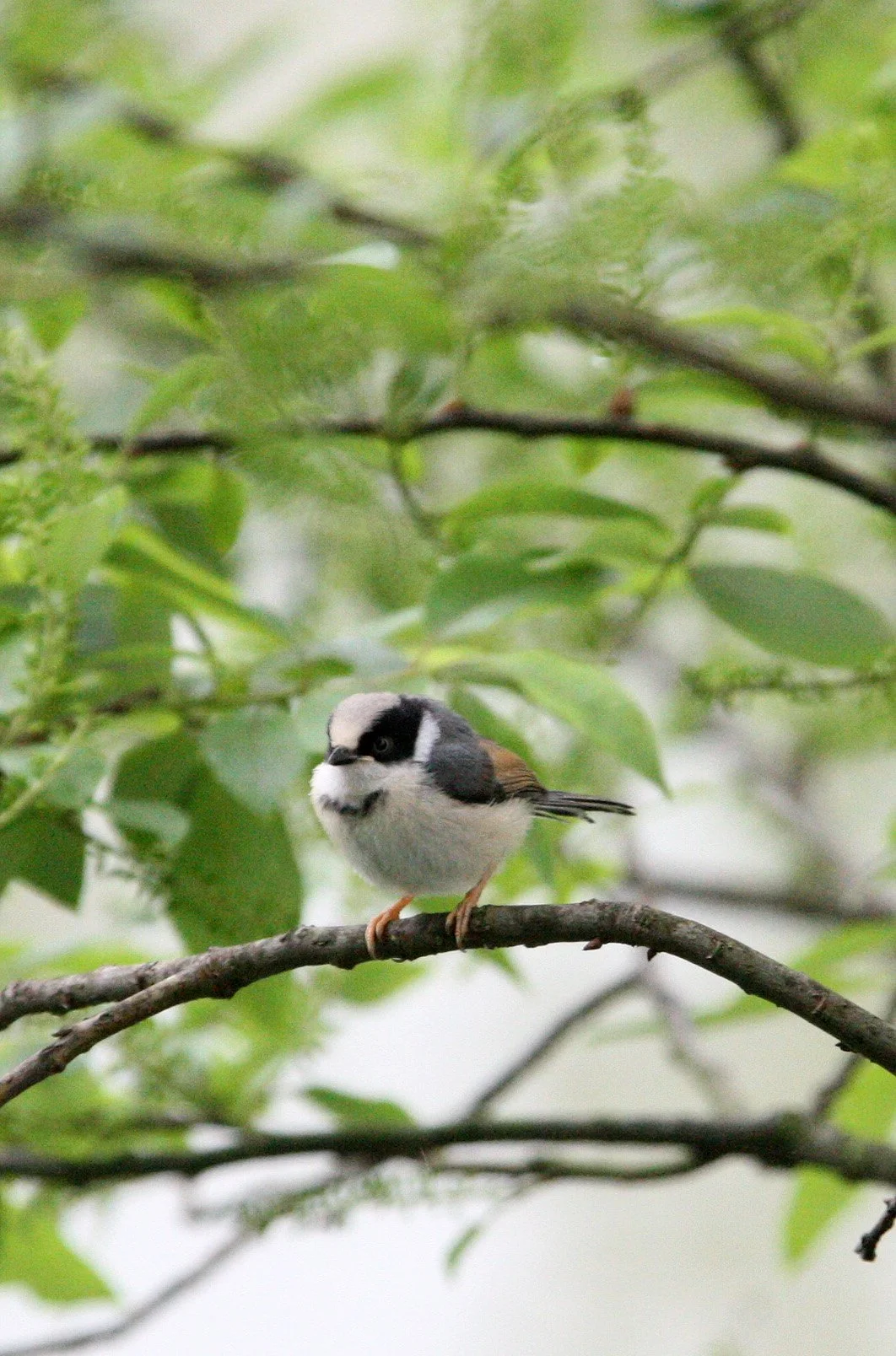 Black-throated Bushtit (Aegithalos concinnus) Hongcun Village, Anhui China (5).JPG