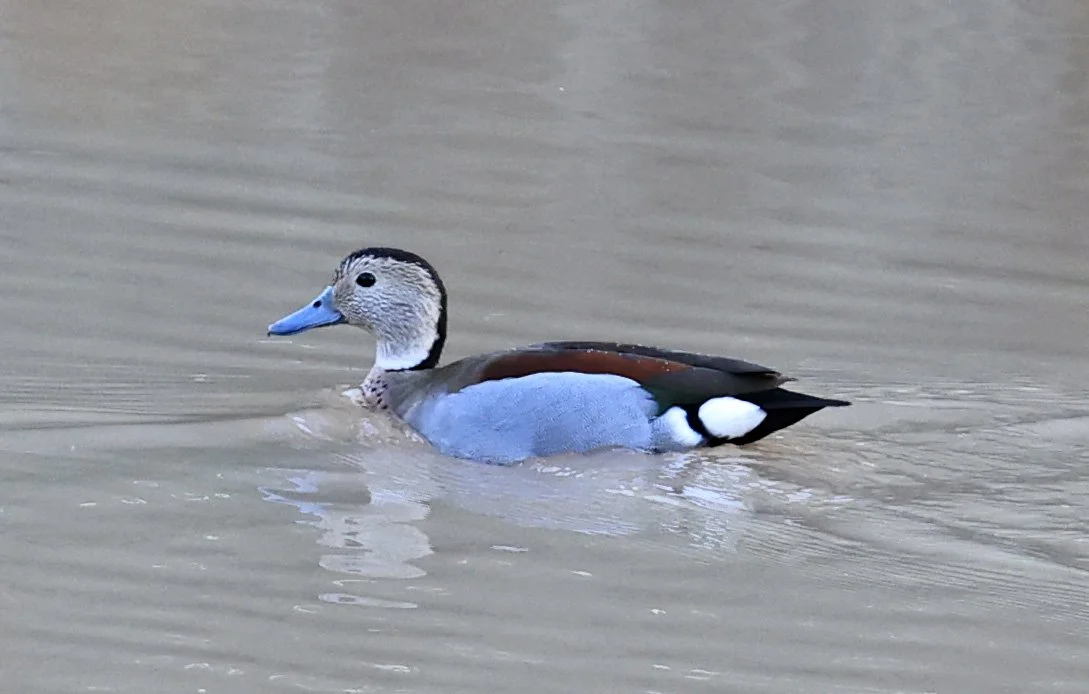 Ringed Teal (Callonetta leucophrys) Hotel Iparoma Campestre Paraguay (28).jpg