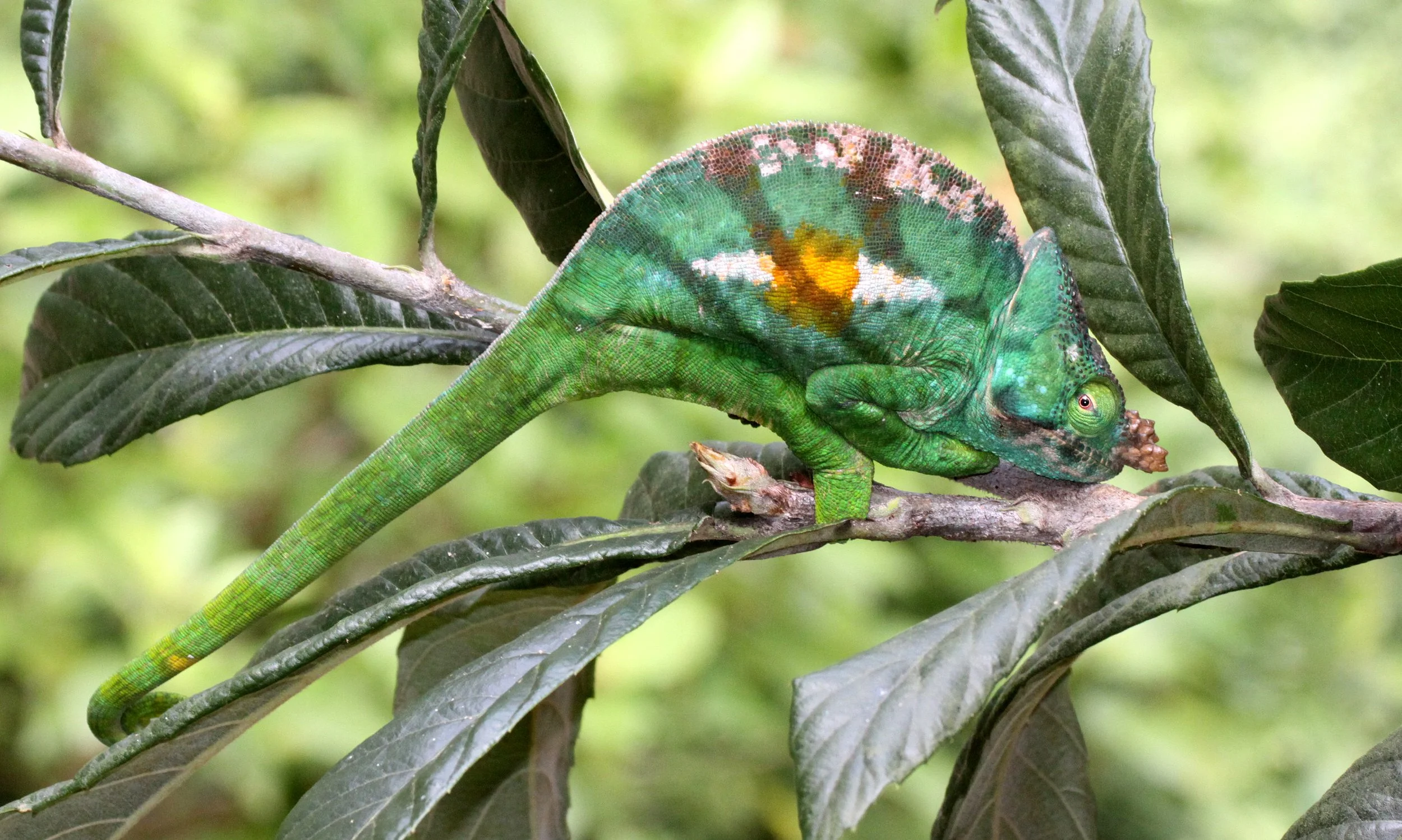 Calumma parsonii - PARSON'S CHAMELEON - MANTADIA NATIONAL PARK MADAGASCAR (29).JPG