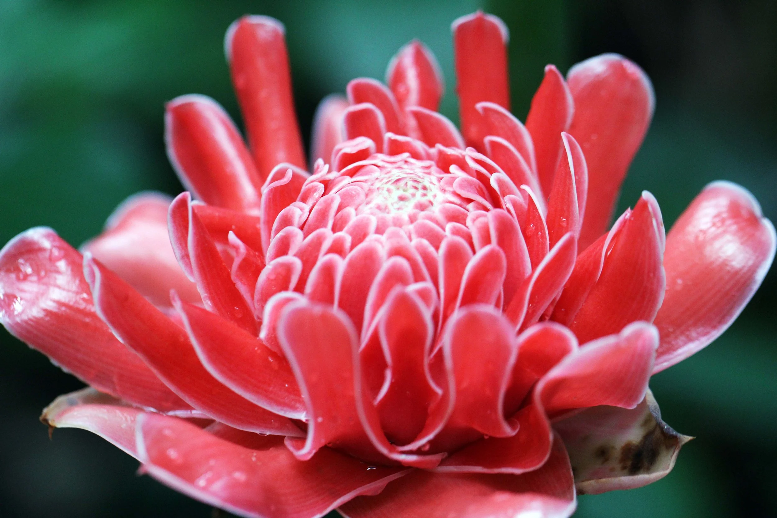 2013 in Nakhonsithammarat and some Krabi with Family (33).JPG