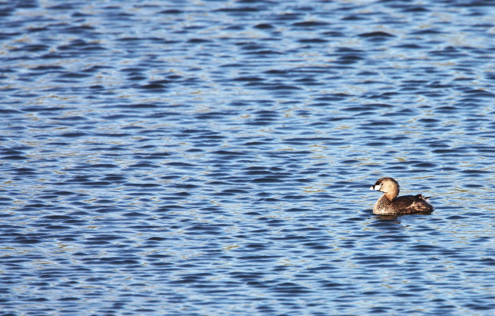 Pied-billed Grebe (Podilymbus podiceps) San Joaquin NWR Irvine California (5).JPG