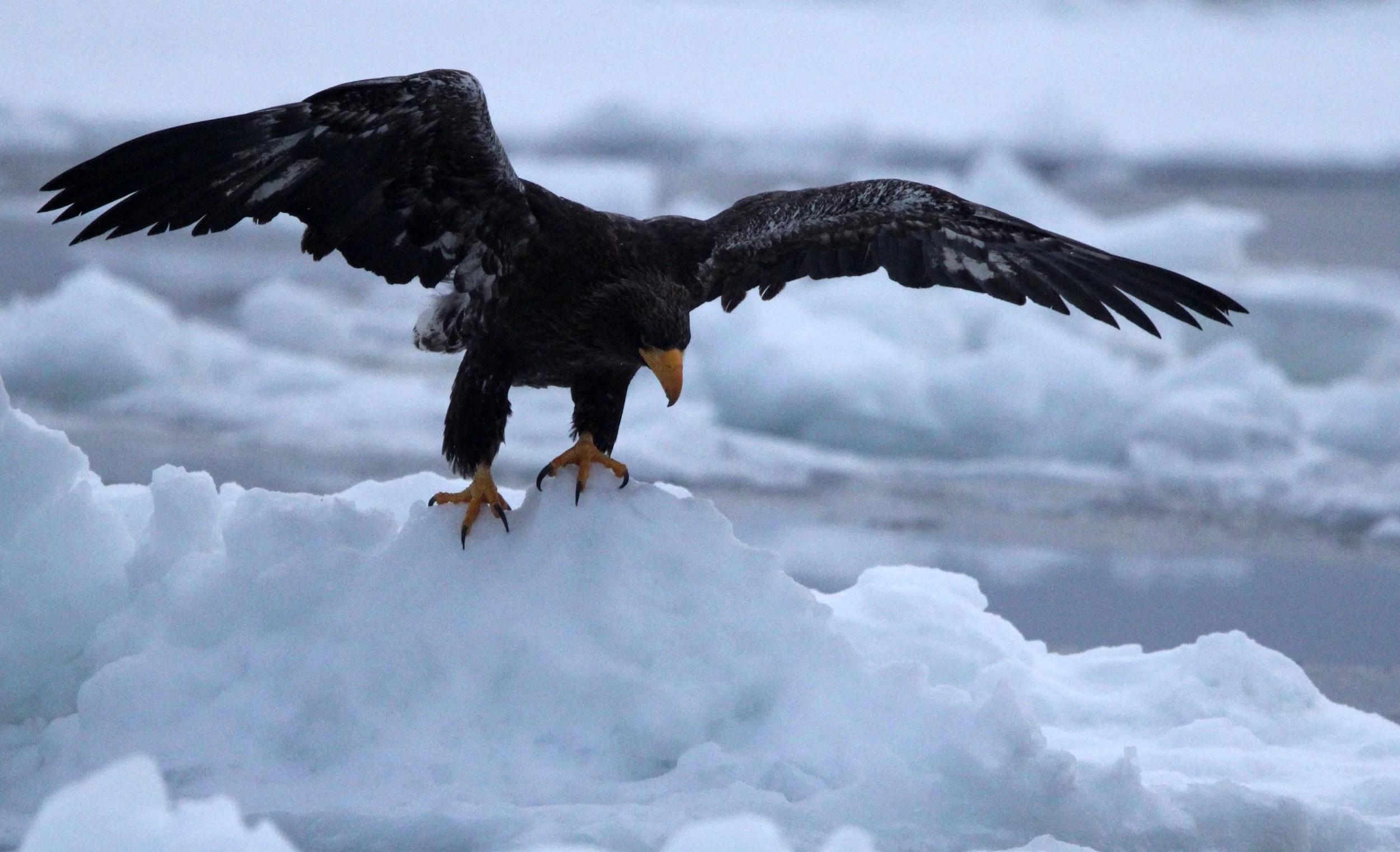 BIRD - EAGLE - STELLER'S SEA EAGLE - RAUSU, SHIRETOKO PENINSULA & NATIONAL PARK, HOKKAIDO JAPAN (72).JPG