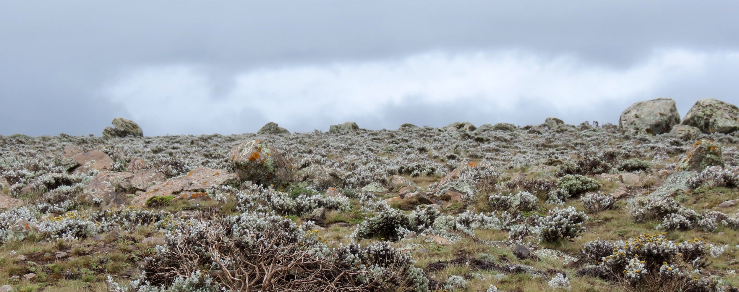 BALE MOUNTAINS NATIONAL PARK - SANETTI PLATEAU - ETHIOPIA (38).JPG