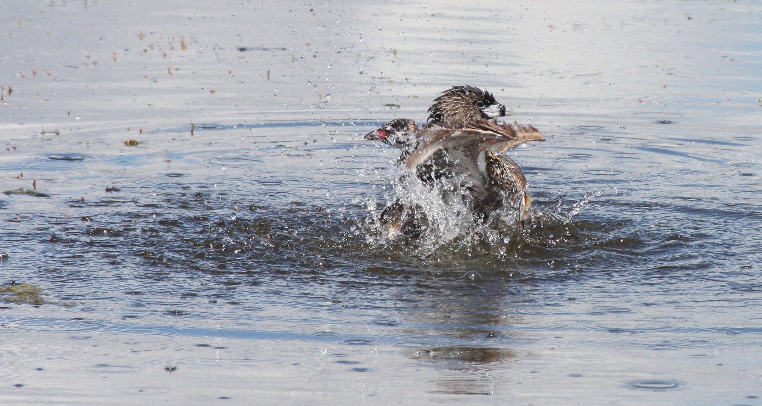 Pied-billed Grebe (Podilymbus podiceps) Ridgefield NWR Washington (55).JPG