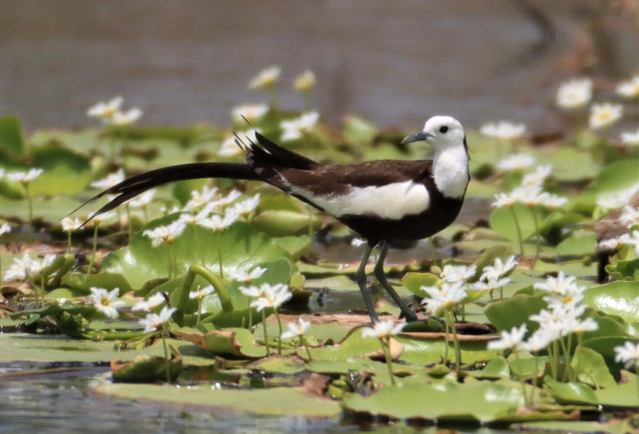 JACANA - PHEASANT-TAILED JACANA - Hydrophasianus chirurgus - BANG KHAEM WETLANDS NAKHON PATHOM - JUNE 24 2021 (20).jpg