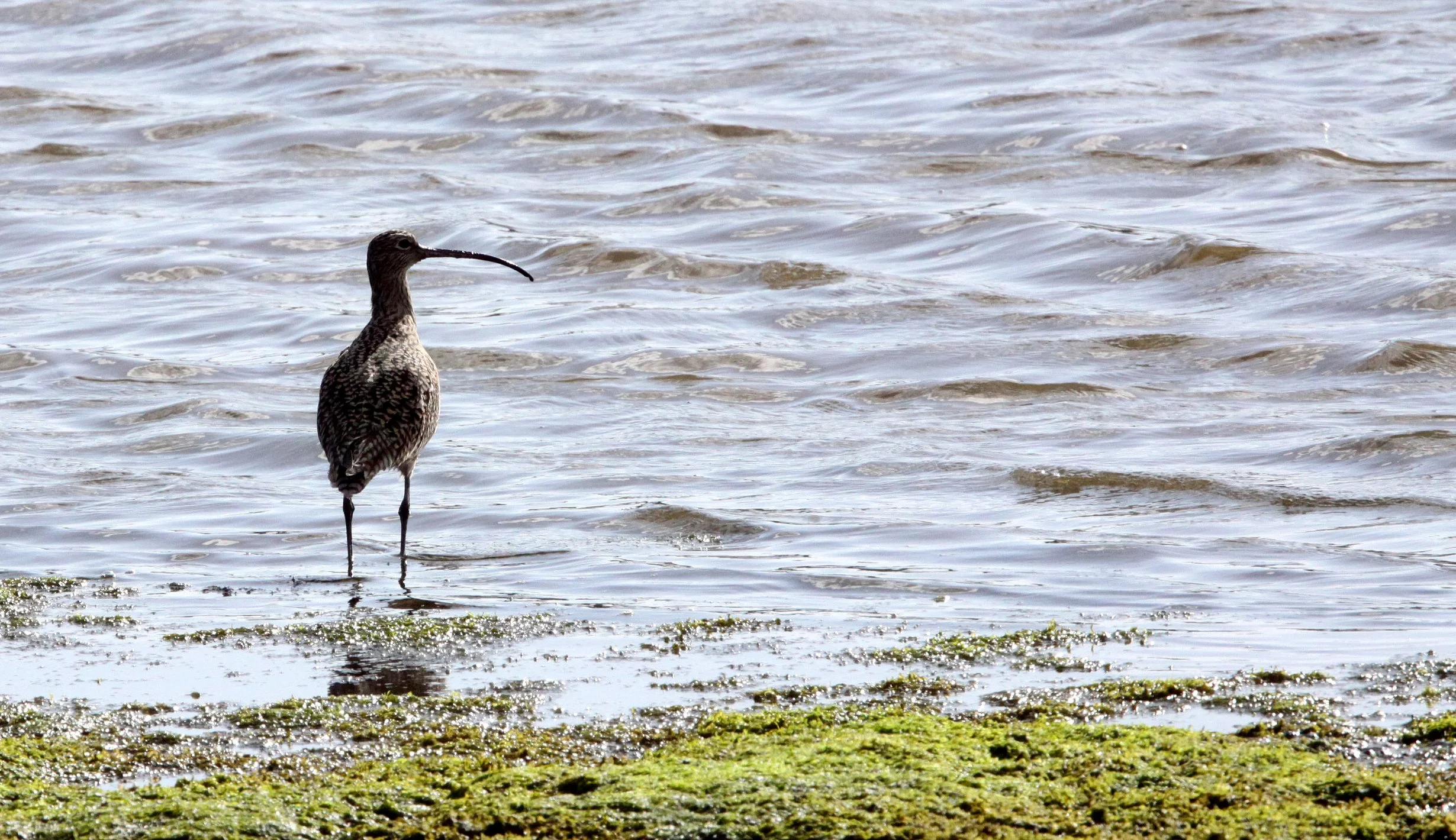 BIRD - CURLEW - LONG-BILLED CURLEW - ELKHORN SLOUGH CALIFORNIA (2).JPG