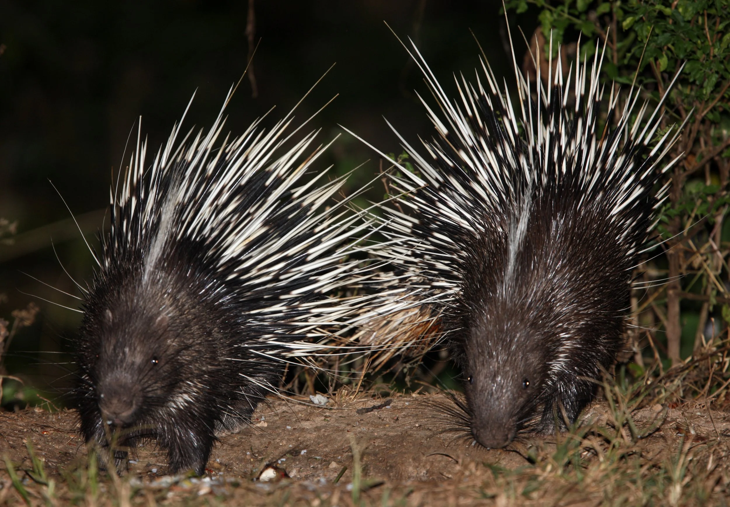 A pair of Malayan porcupine or Himalayan porcupine (Hystrix brachyura) are common in Bang Krang Campsite where once I saw 13 at one time at the canteen!