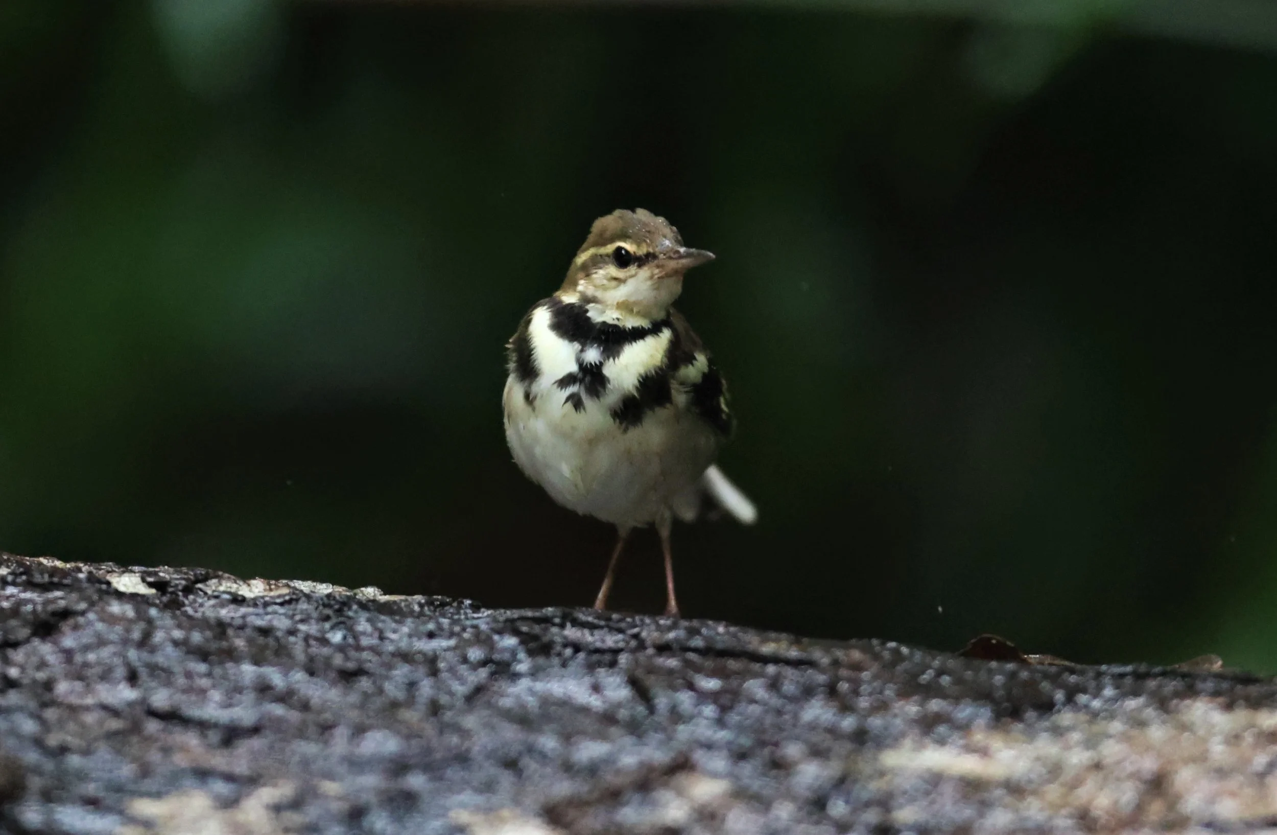 FOREST WAGTAIL - Dendronanthus indicus -KAENG KRACHAN NATIONAL PARK 16 OCT 2021 (121).jpg