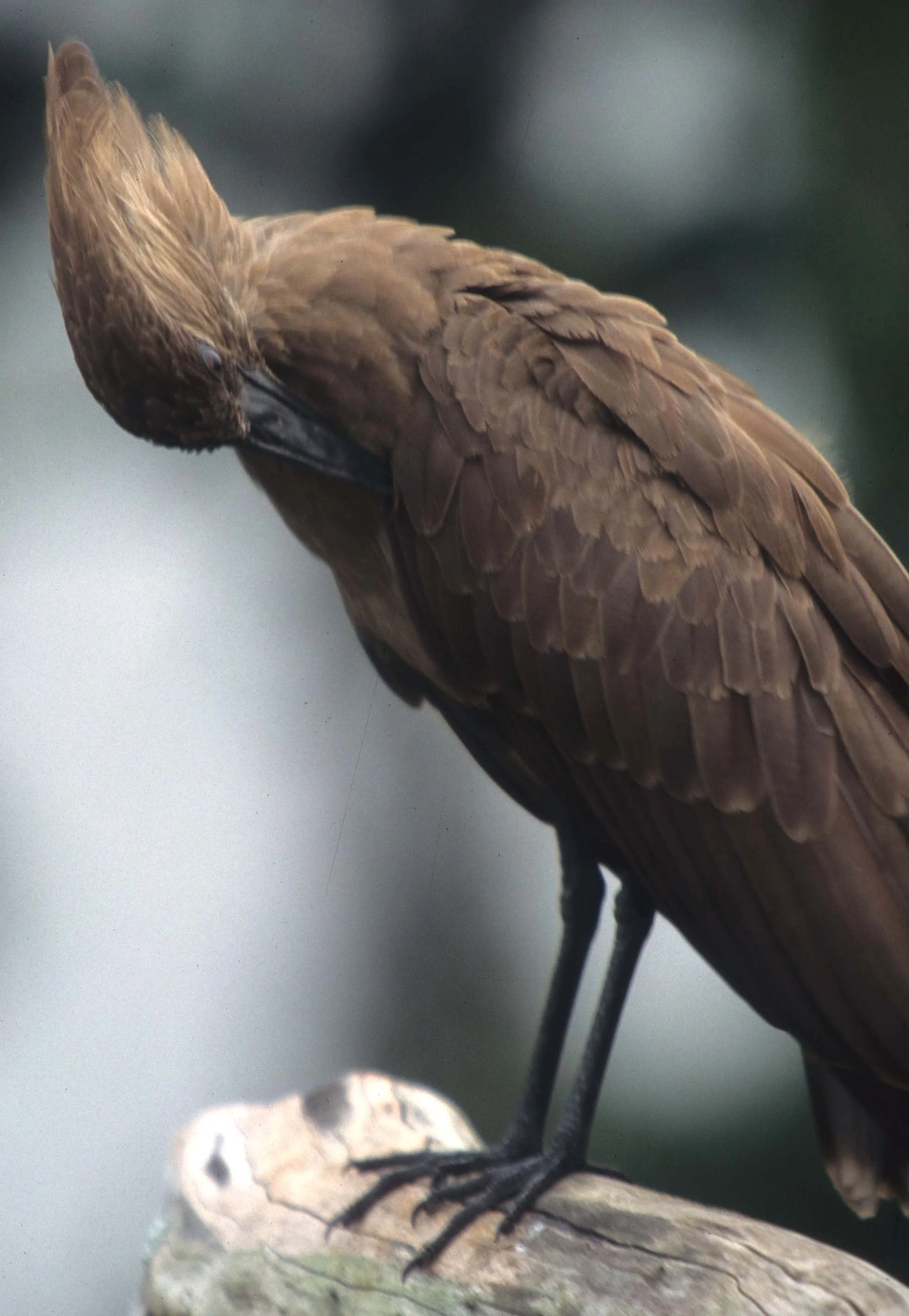 BIRDS - HAMMERKOP - UGANDA B.jpg