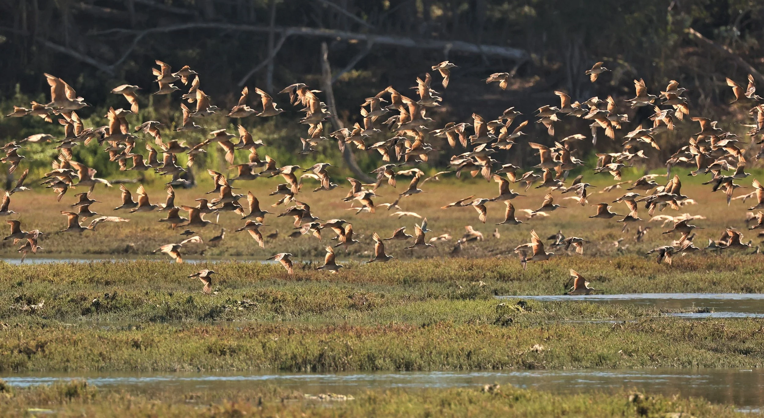 Limosa fedoa - MARBLED GODWIT - ELKHORN SLOUGH MOSS LANDING CALIFORNIA AUGUST 2022  (9).jpg