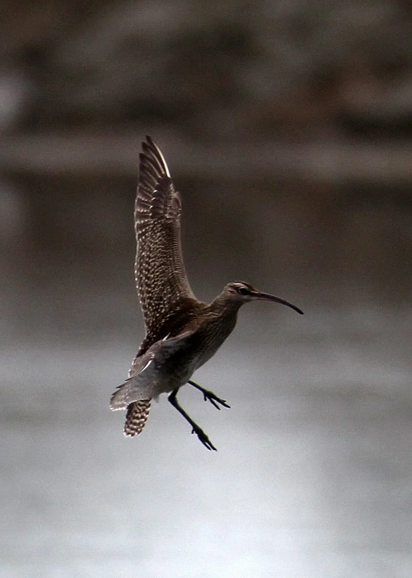 WHIMBREL - Numenius phaeopus - MIXED FLOCK EURASIAN CURLEW - Numenius arquata - PAK THALE THAILAND (74).JPG