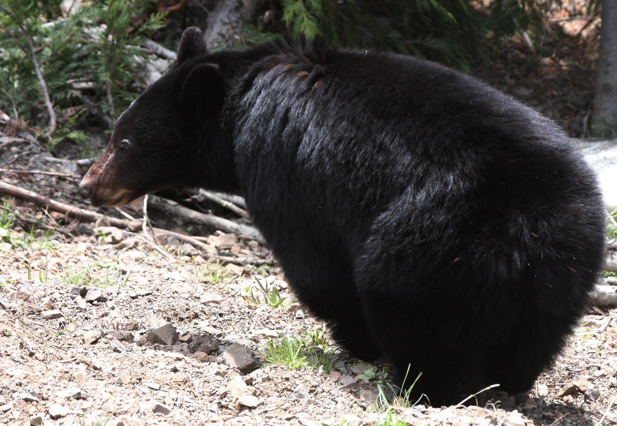 URSID - BEAR - AMERICAN BLACK BEAR - NORTHWESTERN SUBSPECIES - HURRICANE RIDGE ROAD WASHINGTON (28).JPG
