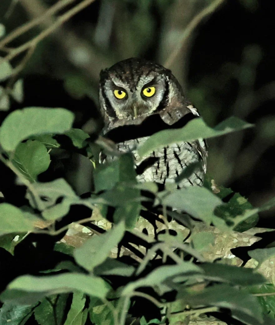 Owl - Tropical Screech Owl - Megascops choliba - Nazare Paulista, Sao Paulo State, Brazil (4).jpg