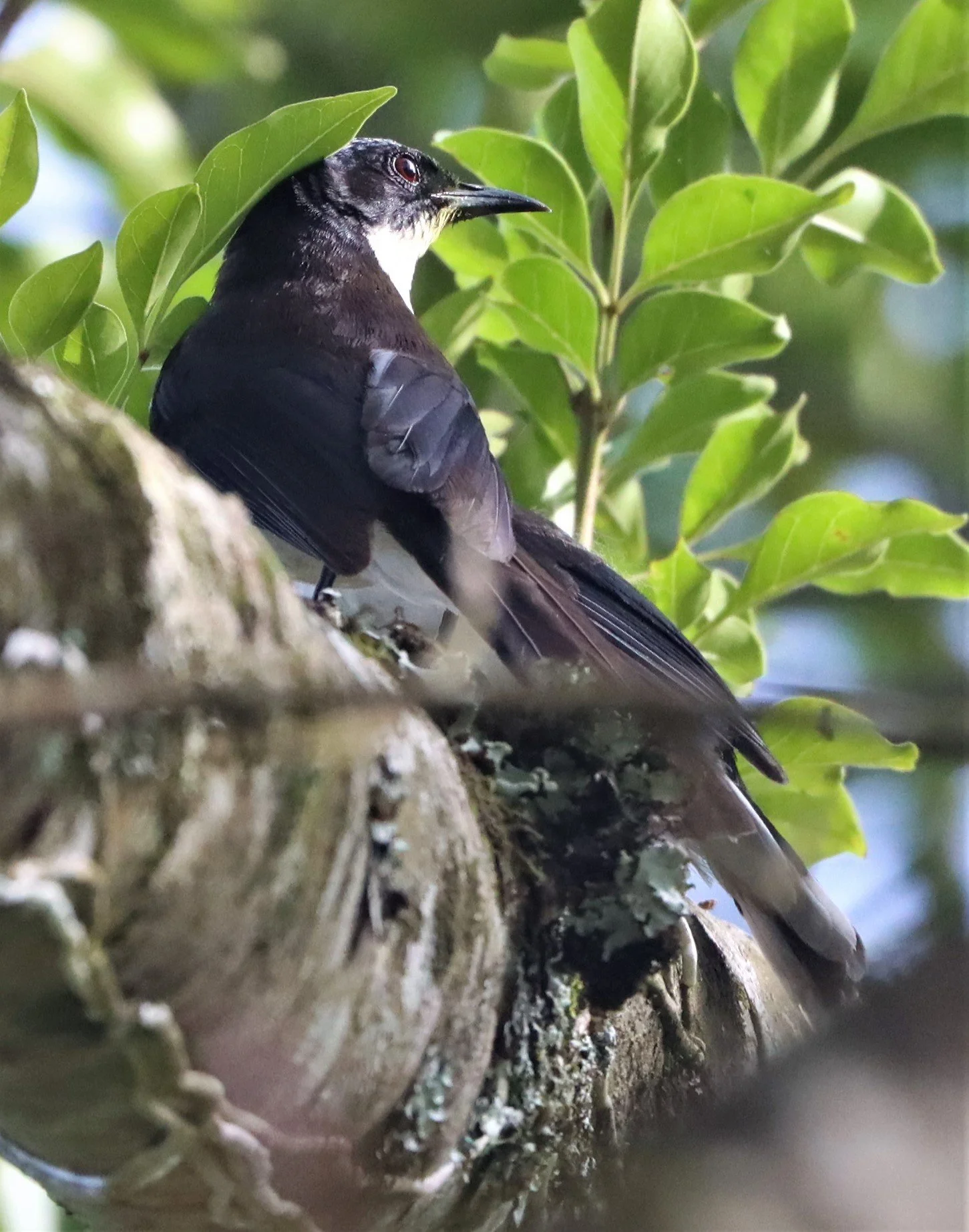 SIBIA - DARK-BACKED SIBIA - Heterophasia melanoleuca - DOI ANG KANG CHIANG MAI (13).jpg