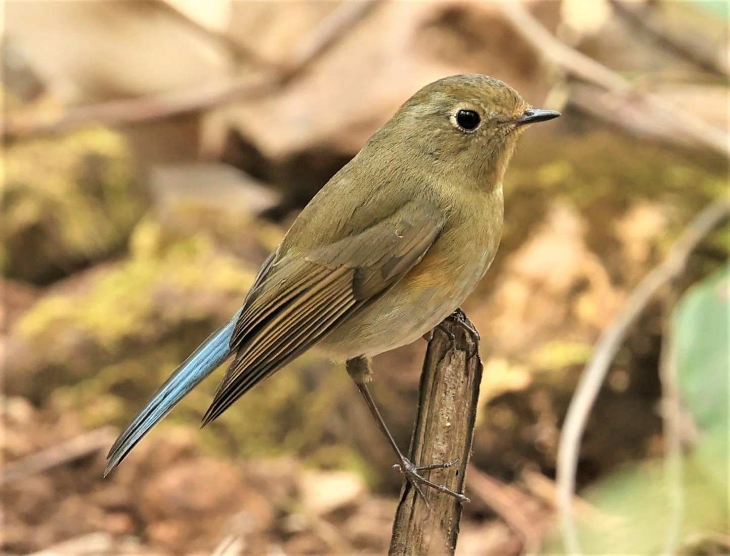 BLUETAIL - HIMALAYAN BLUETAIL - Tarsiger rufilatus - DOI SAN JU (DOI LANG WEST) FEB 2022 (12).jpg