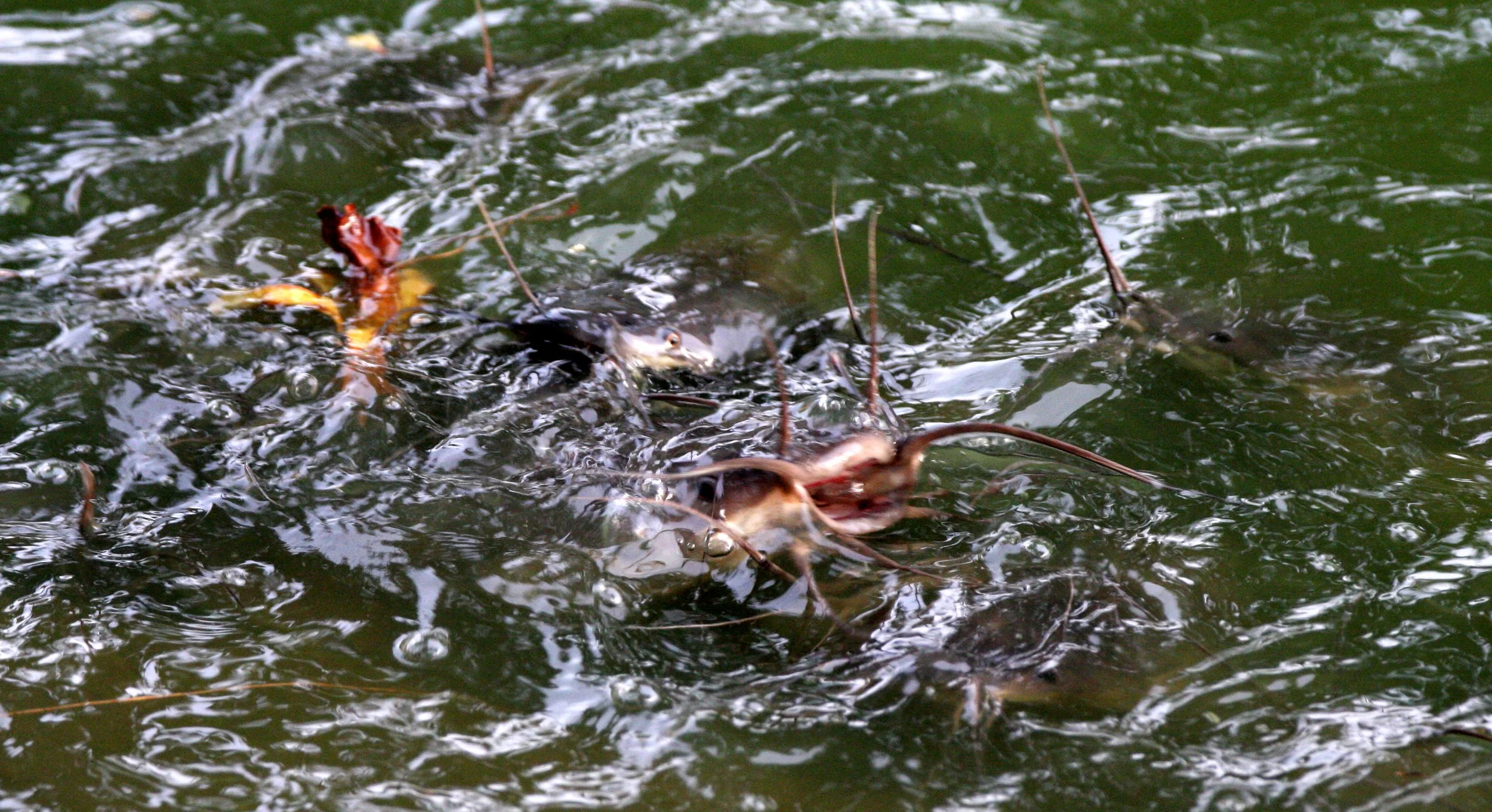 Bagridae - Catfish Species - Unidentified - Thonburi, Bangkok Thailand.JPG