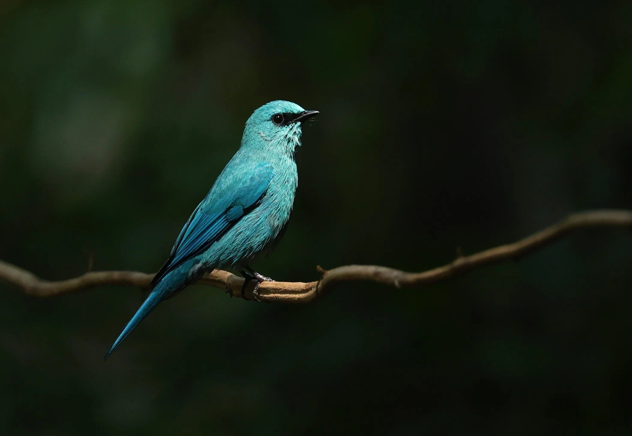 FLYCATCHER - VERDITER FLYCATCHER - Eumyias thalassina - WAT THAM PRATHUM CHONBURI JAN 30 2022 (68).jpg