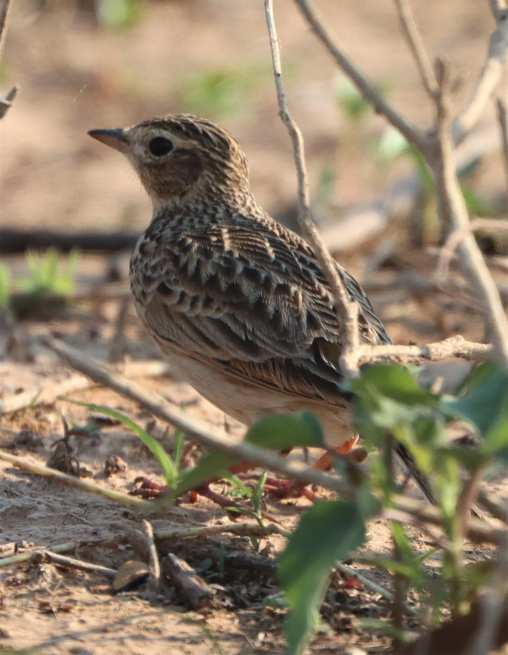 Oriental Skylark (Alauda gulgula) Pak Chong Lake Kumontong (7).jpg