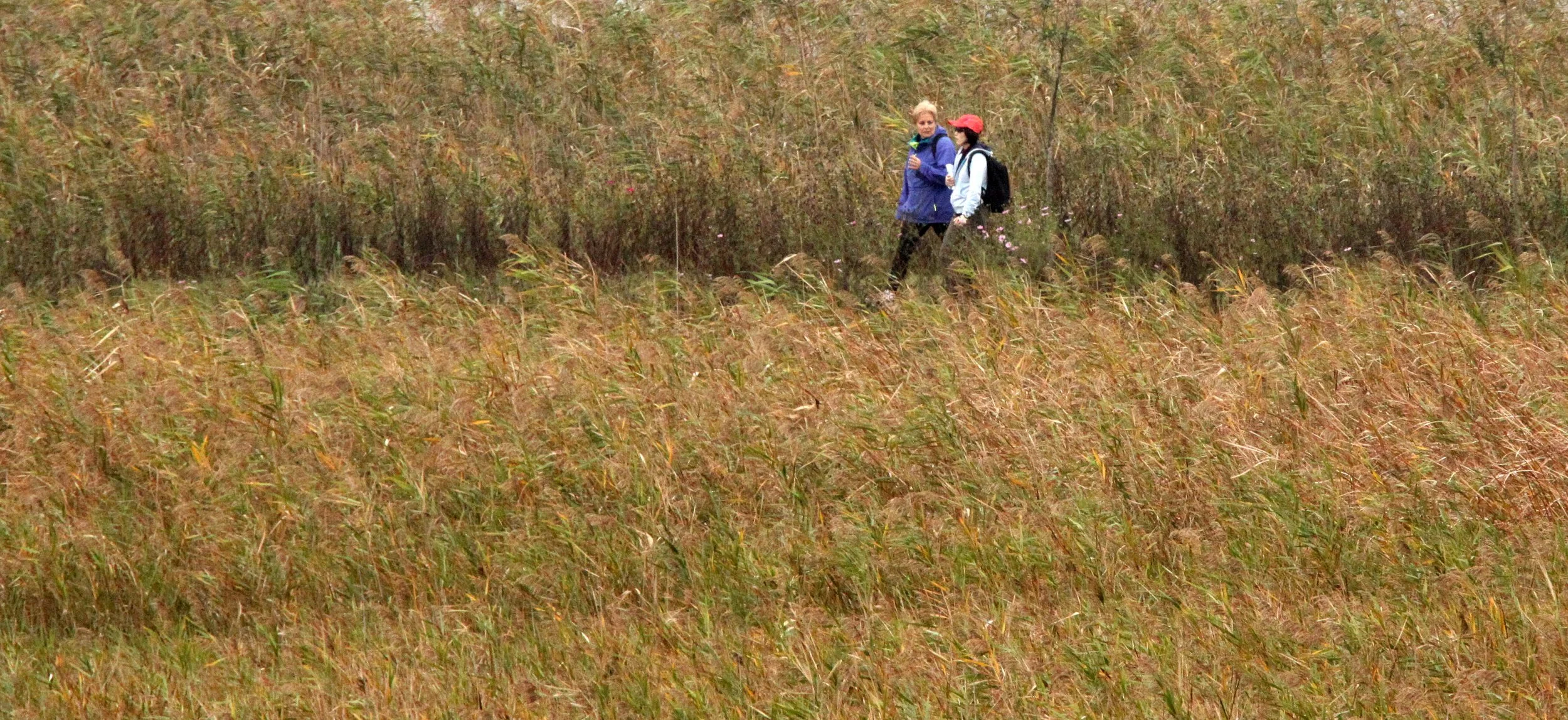 CHONGMING ISLAND DONGTAN WETLANDS RESERVE FIELD TRIP 2011 (48).JPG