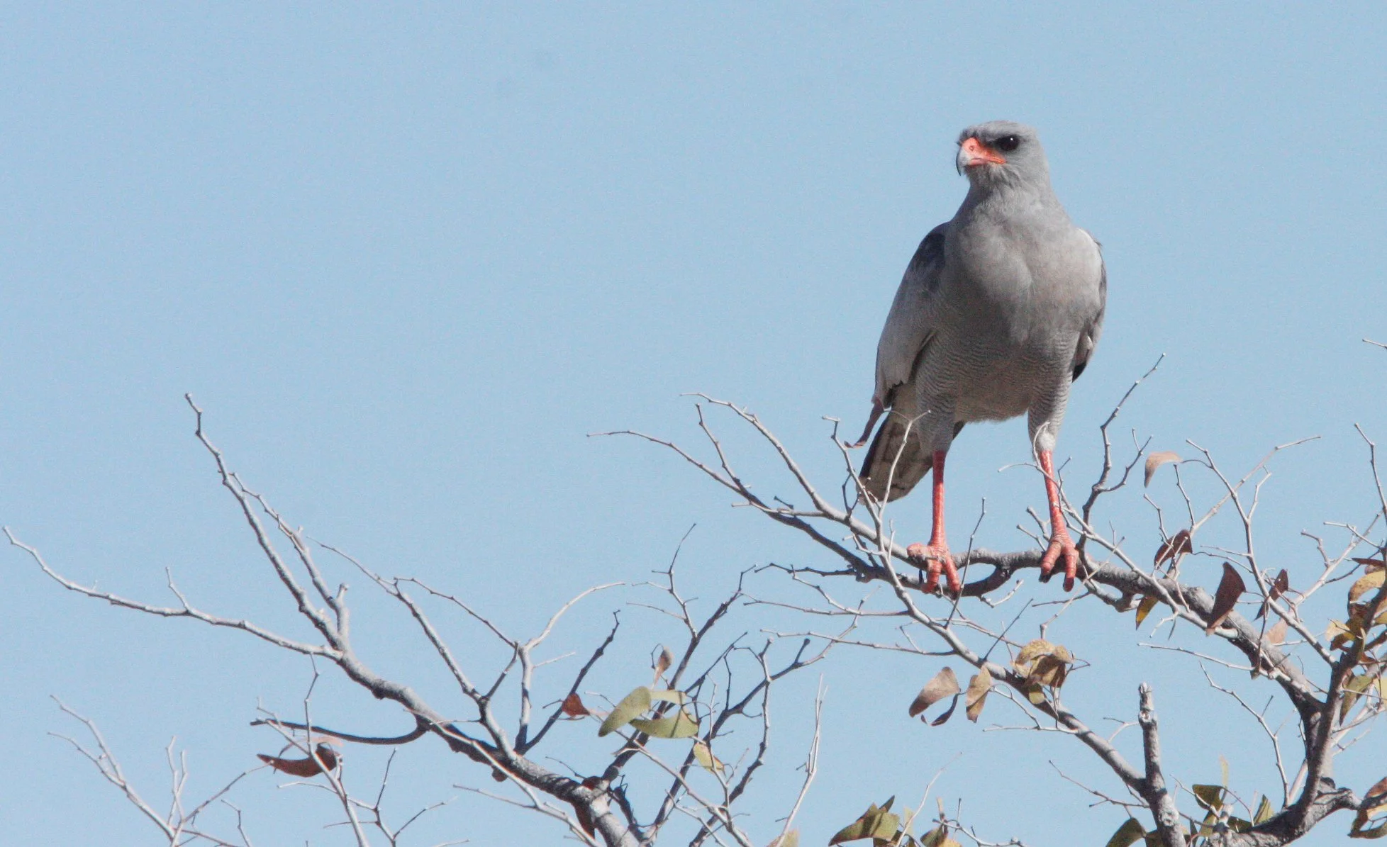 Melierax canorus - SOUTHERN PALE CHANTING GOSHAWK - MELIERAX CANORUS - ETOSHA NATIONAL PARK NAMIBIA (3).JPG