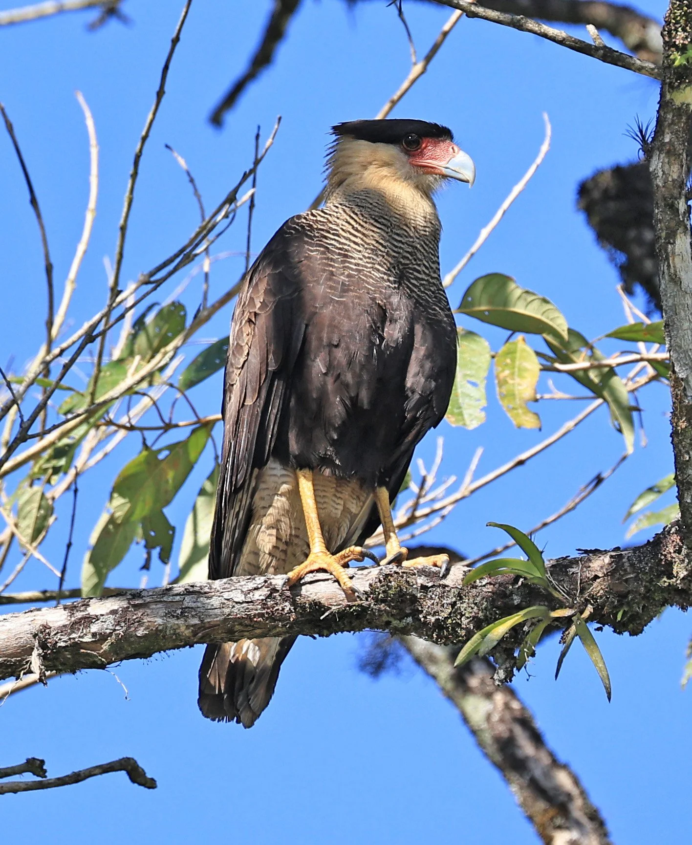 Crested Caracara (Caracara plancus) Superagui National Park