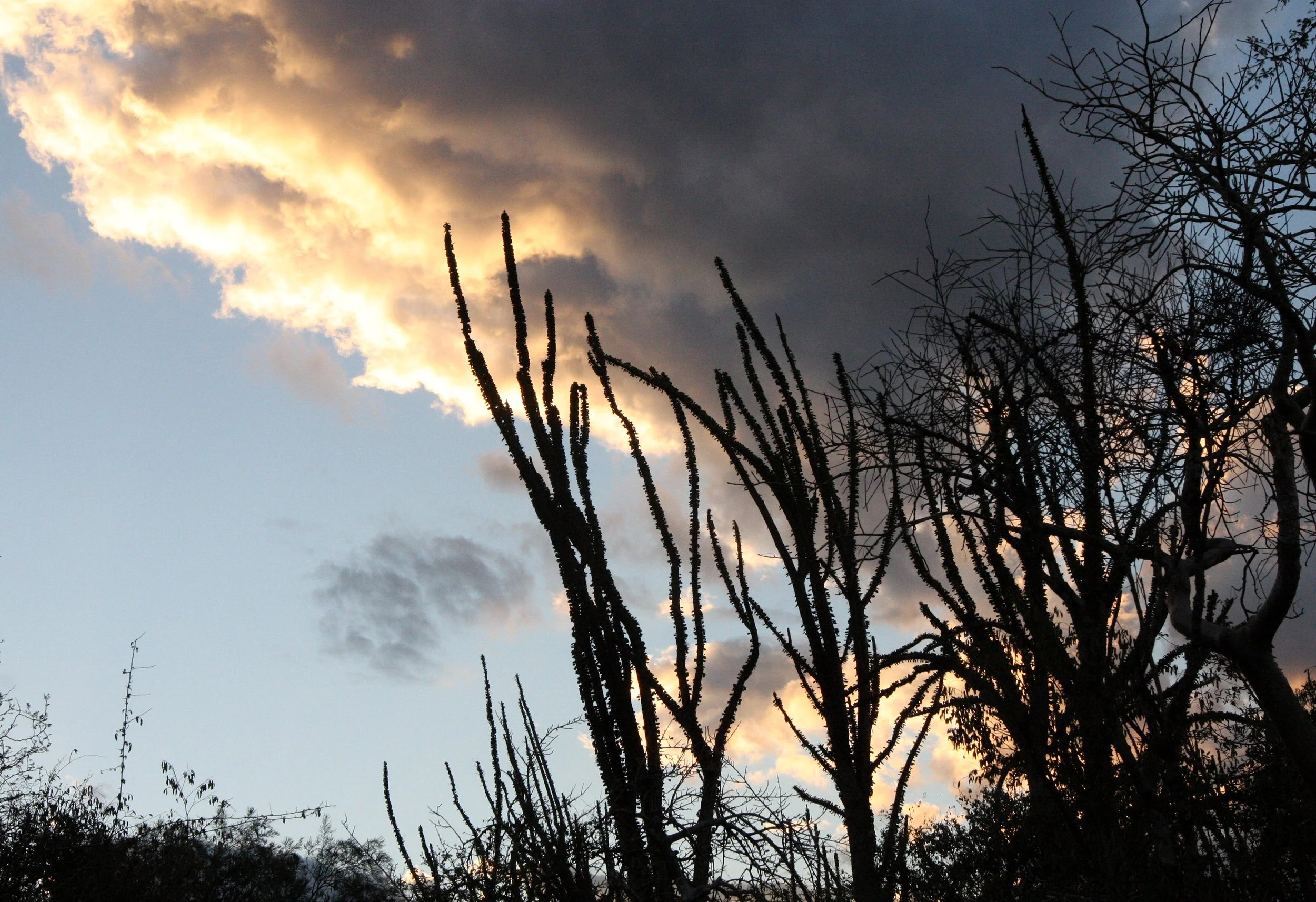 BERENTY RESERVE MADAGASCAR - SUNSET OVER THE SPINY FOREST (12).JPG