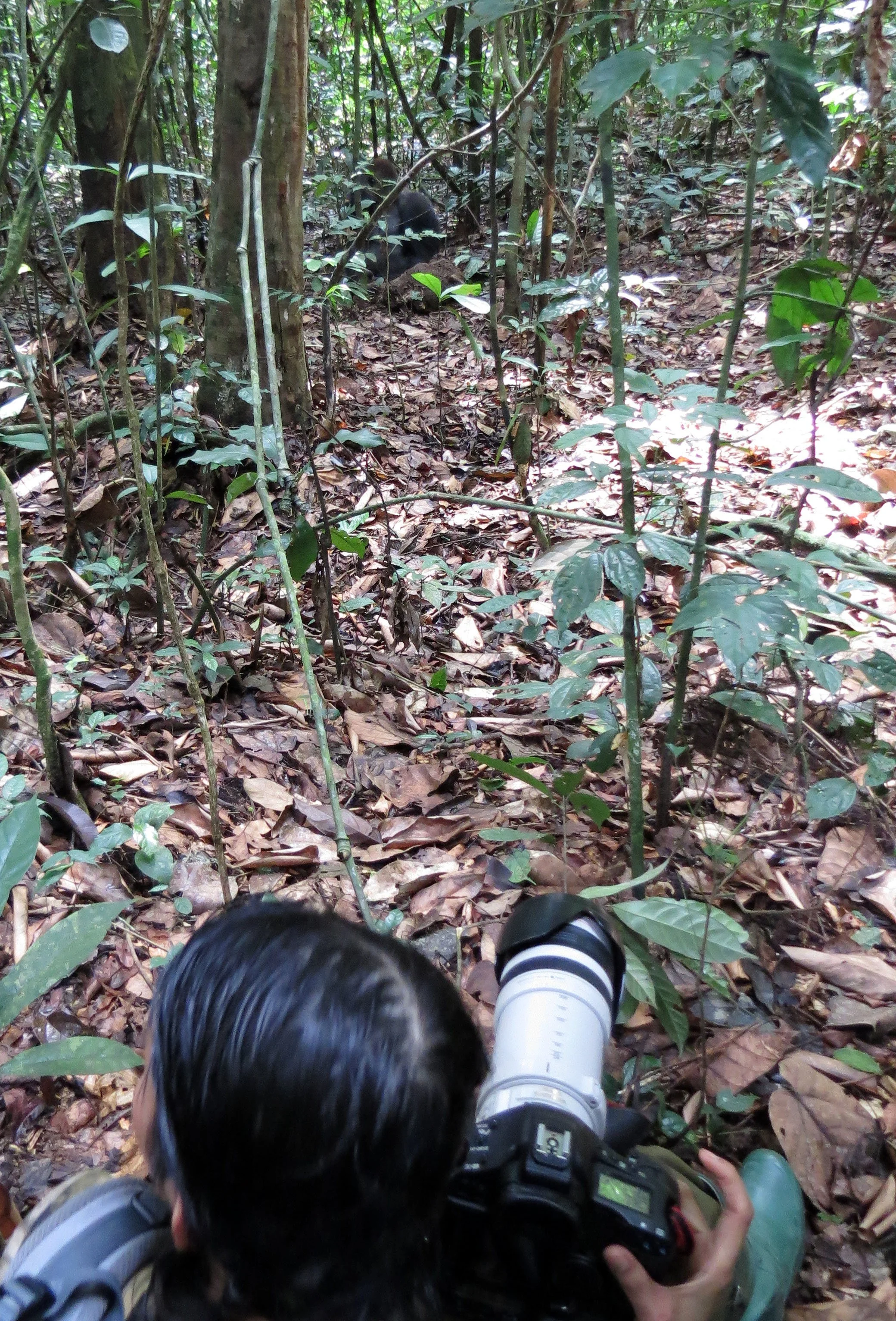 DZANGA NDOKI NATIONAL PARK  - CENTRAL AFRICAN REPUBLIC (3).JPG