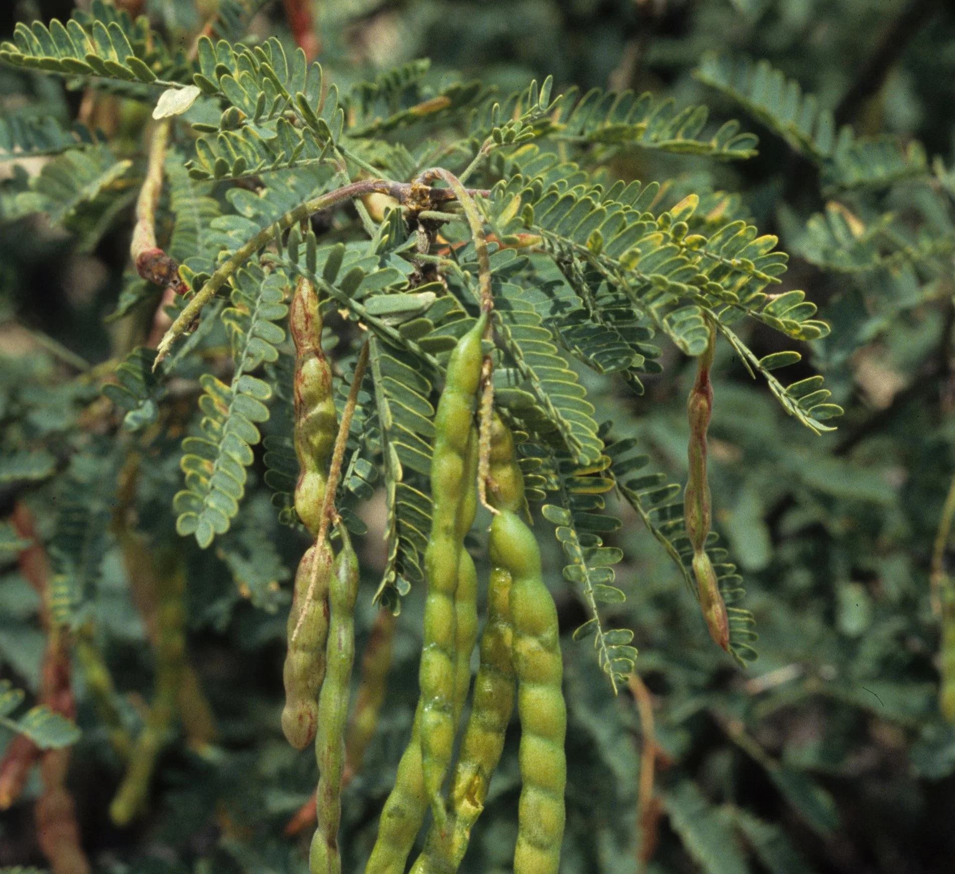 ANZA BORREGO - LEGUMINOSEAE - PROSPIS JULIFLORA - MESQUITE A.jpg