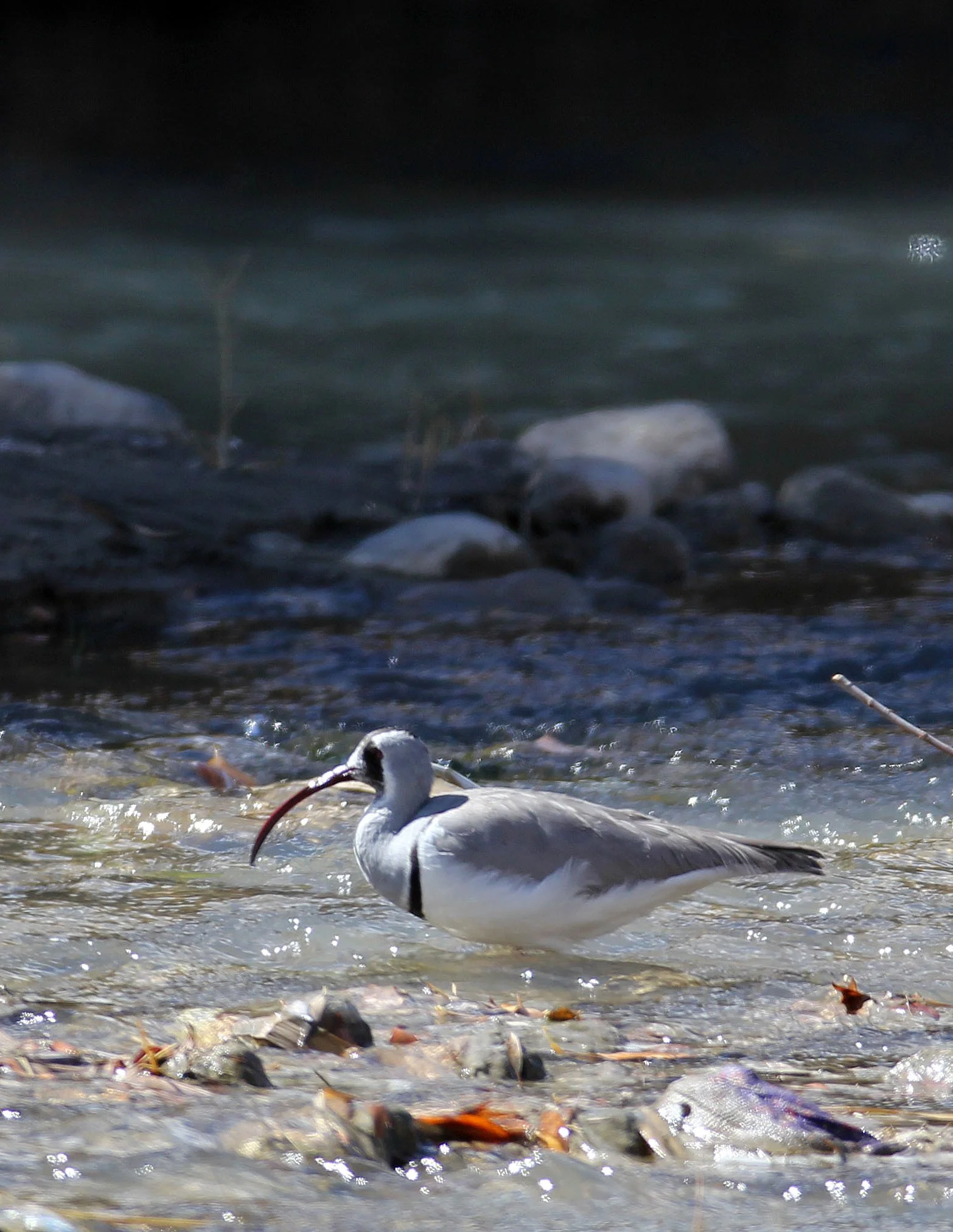 BIRD - IBISBILL - HEMIS NATIONAL PARK - LADAKH INDIA - JAMMU & KASHMIR NEAR LEH (24).JPG