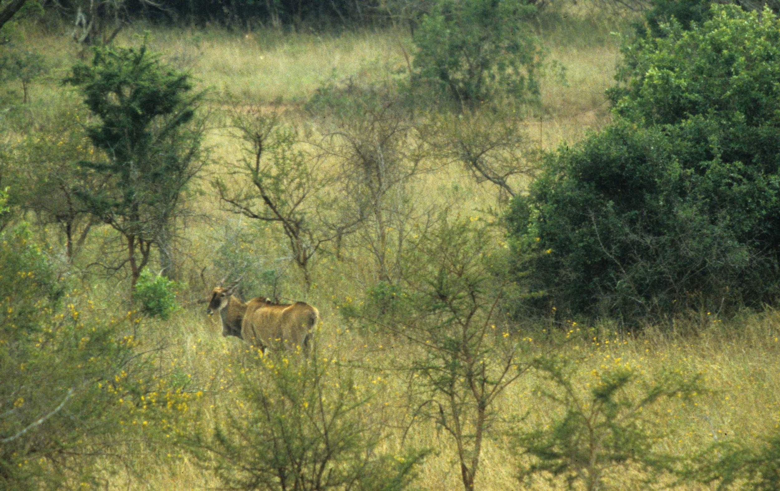 BOVID - ELAND - GREATER - UGANDA QE (3).jpg