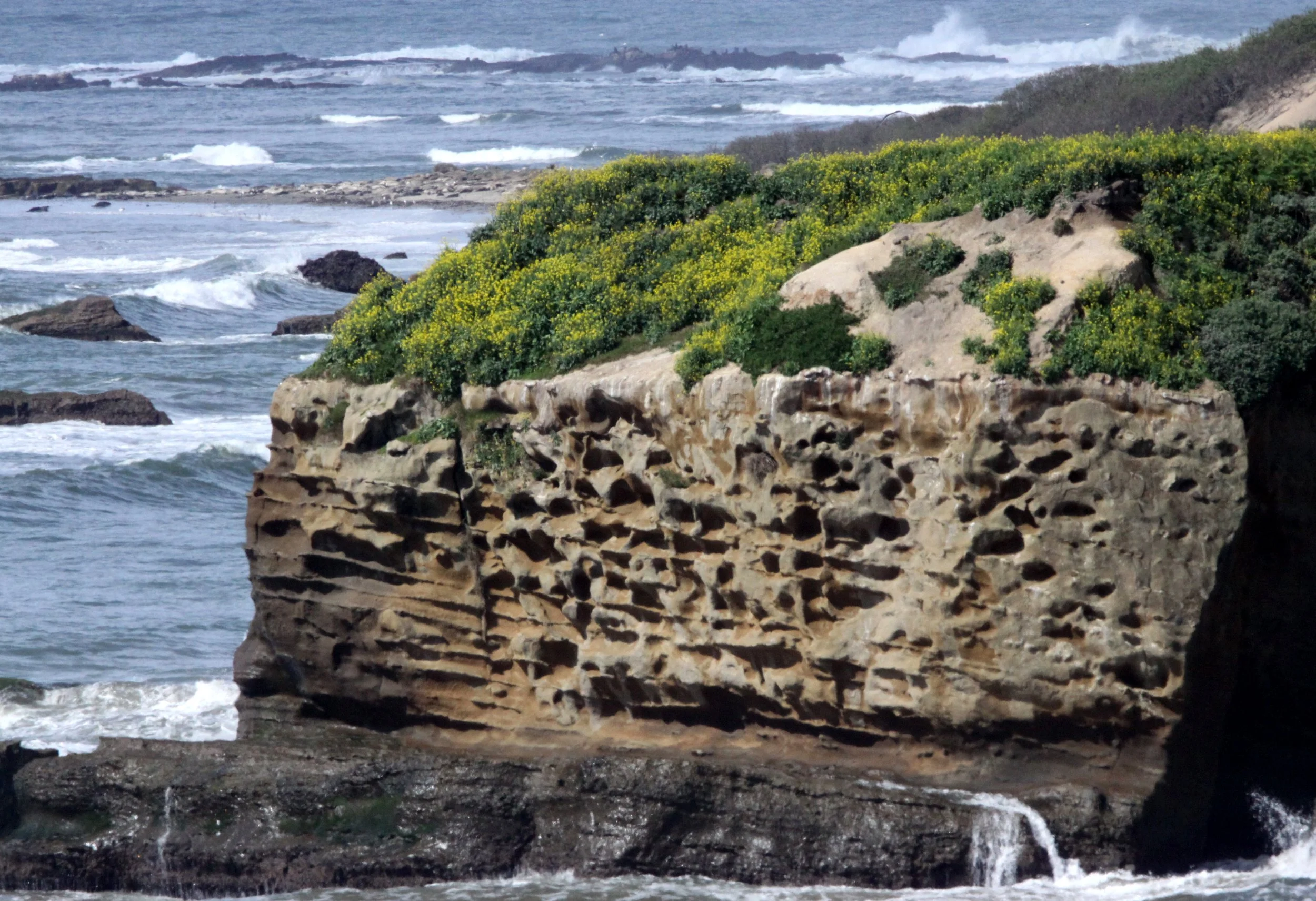 ANO NUEVO RESERVE CALIFORNIA.JPG