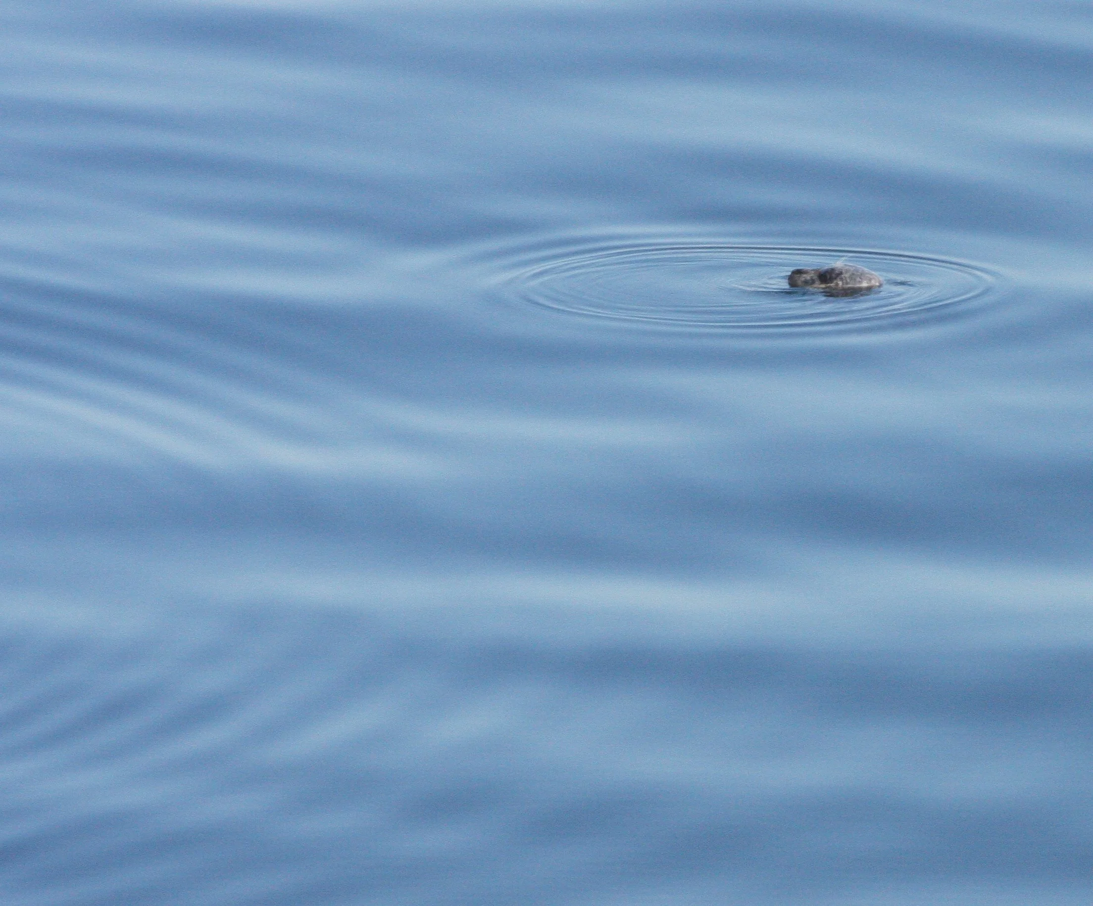 PINNIPED - SEAL - HARBOR SEAL - PUGET SOUND WA.JPG