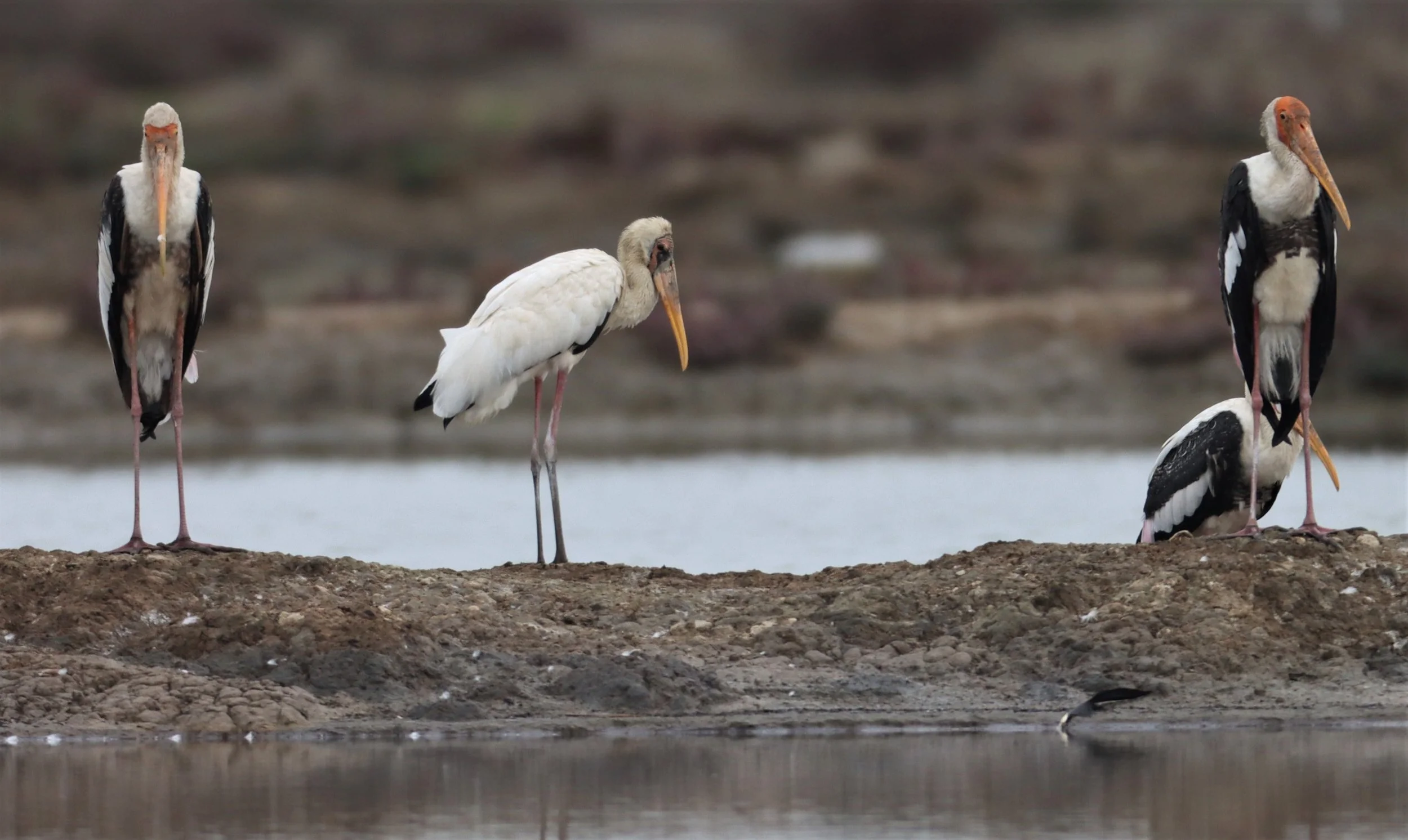 STORK - MILKY STORK - Mycteria cinerea - WITH PAINTED STORK - KHLONG TAMRU CHONBURI (42).jpg