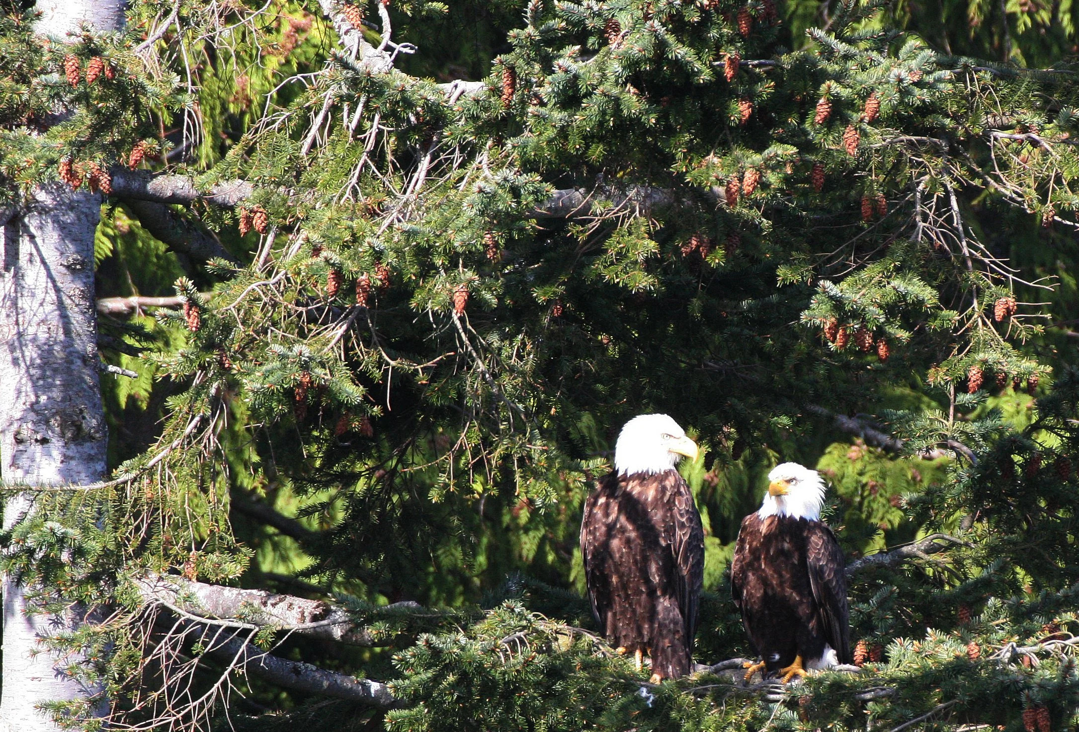 Haliaeetus leucocephalus - AMERICAN BALD EAGLE - LAKE FARM BLUFFS WASHINGTON (188).JPG