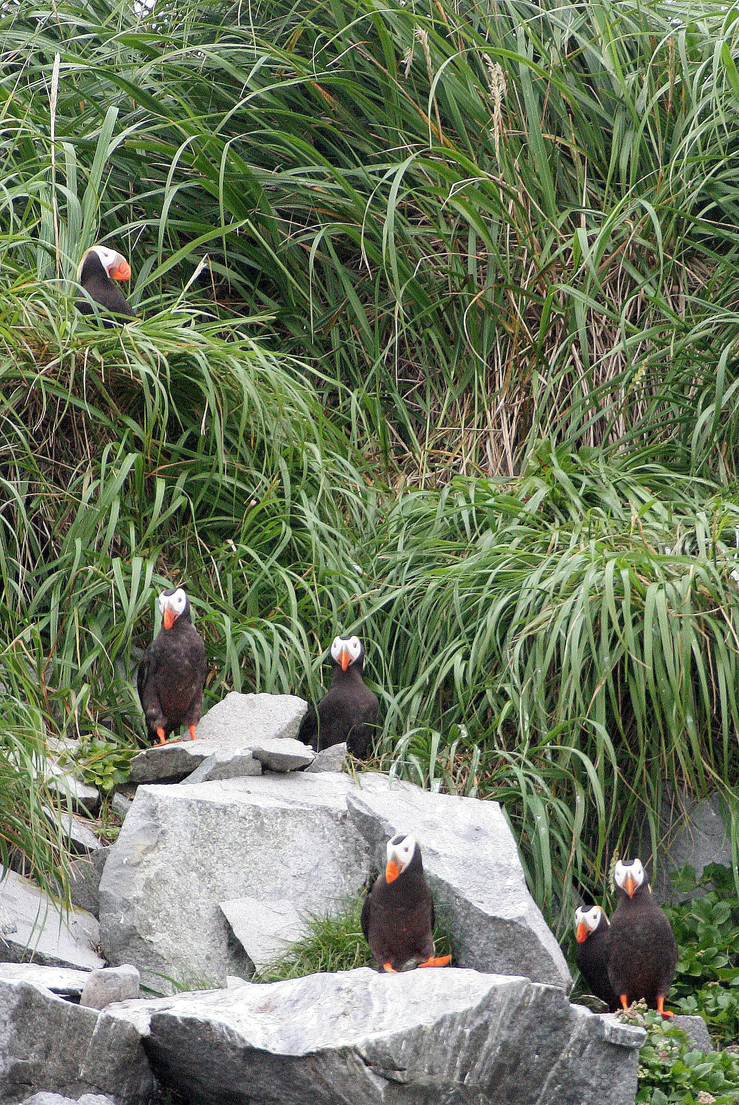 Fratercula cirrhata - TUFTED PUFFIN - COAST OF KAMCHATKA (71).jpg