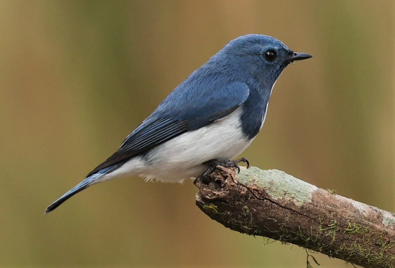 FLYCATCHER - ULTRAMARINE FLYCATCHER - Ficedula superciliaris - DOI LANG WEST, DOI PHA HOM POK NP, CHIANG MAI DEC 2021 (28).jpg