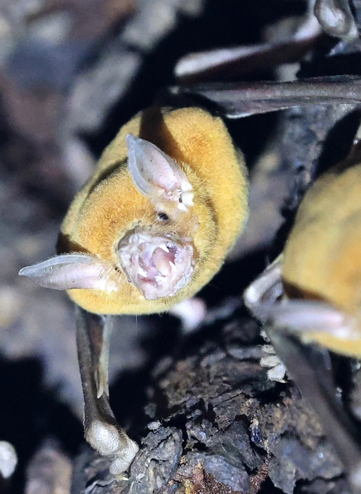 Lesser Bulldog Bat (Noctilio albiventris)