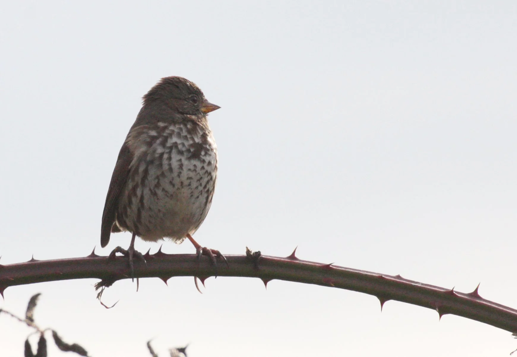Fox Sparrow (Passerella iliaca) Jamestown Washington Olympic Peninsula (8).JPG