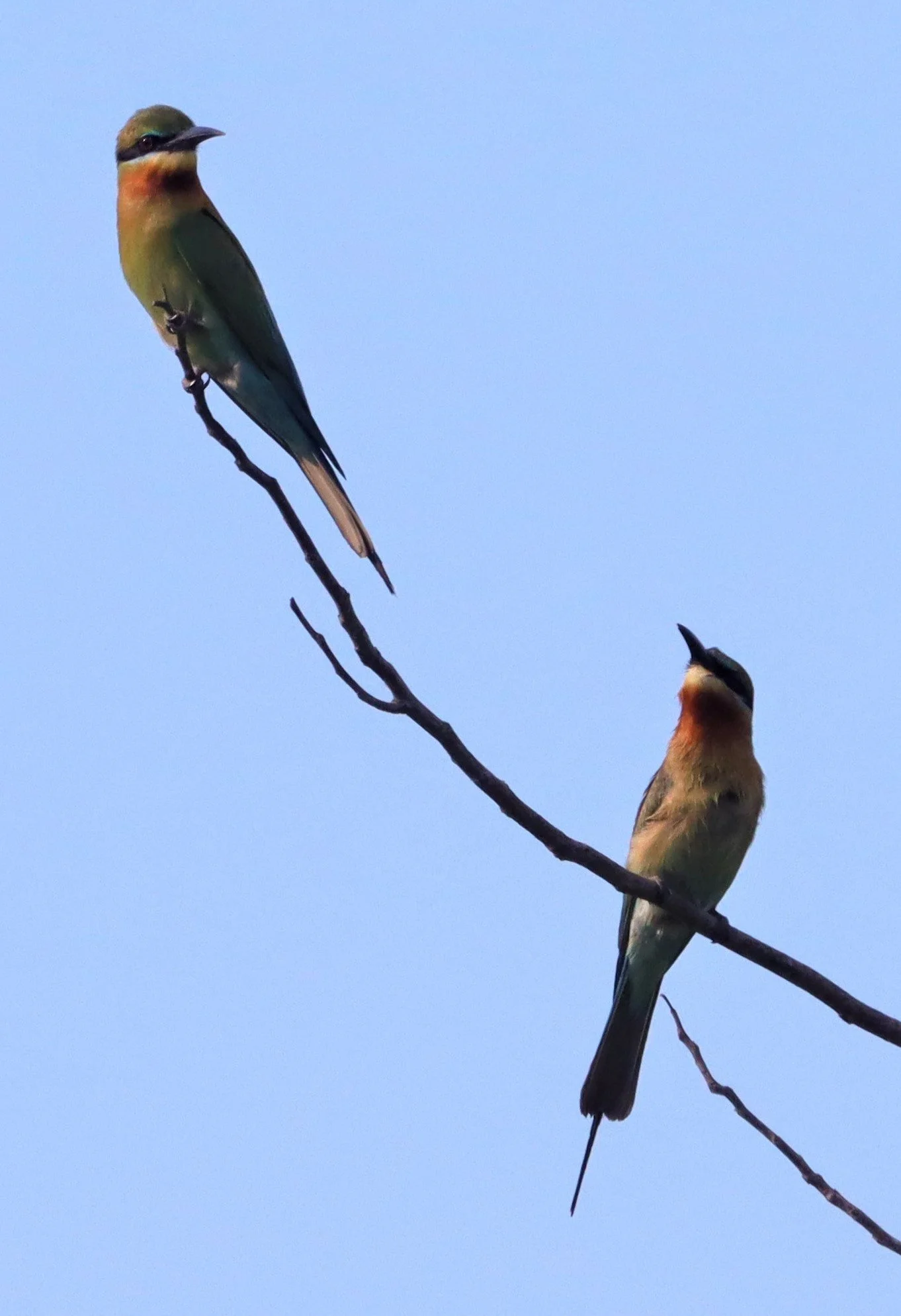 BEE EATER - BLUE-TAILED BEE-EATER - Merops philippinus - PETCHABURI OPEN GRASSLAND (1).jpg