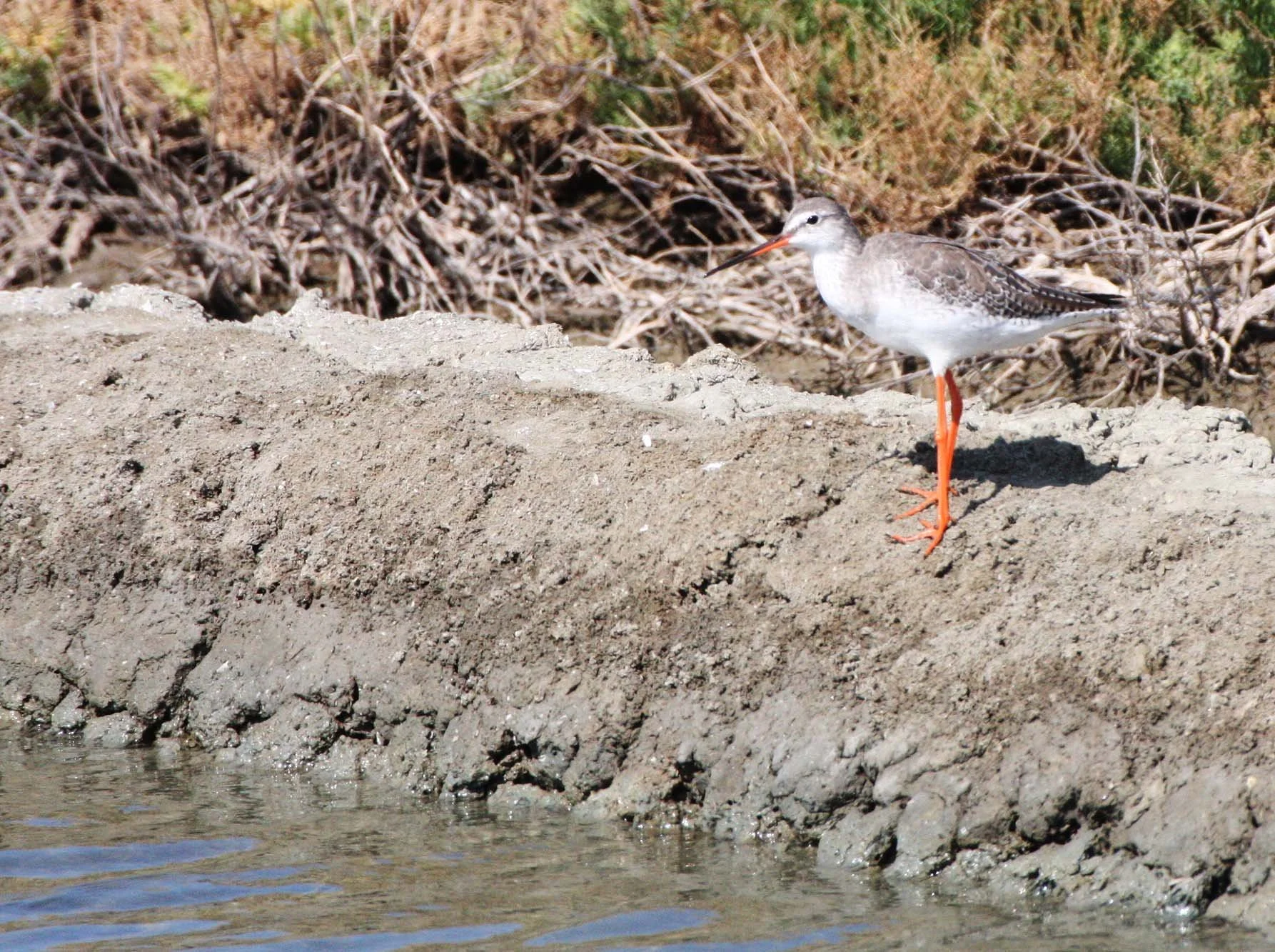 BIRD - REDSHANK - COMMON REDSHANK - TRINGA TOTANUS - SOUTH OF BKK - CHRISTMAS IN THAILAND TRIP 2008 (10).JPG
