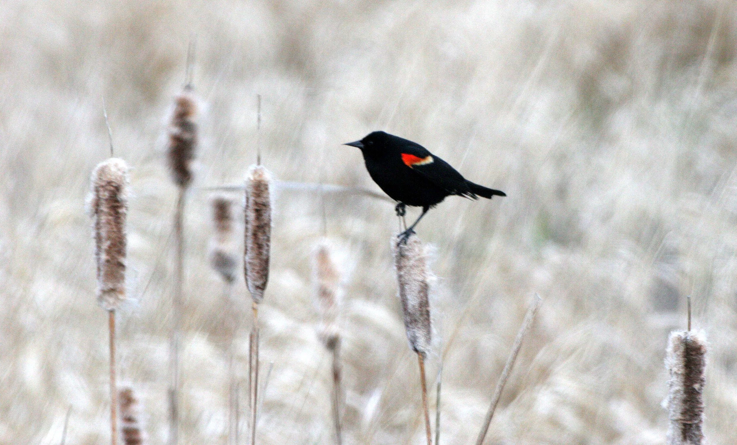 Red-winged Blackbird (Agelaius phoeniceus) Jamestown Olympic Peninsula Washington (1).JPG