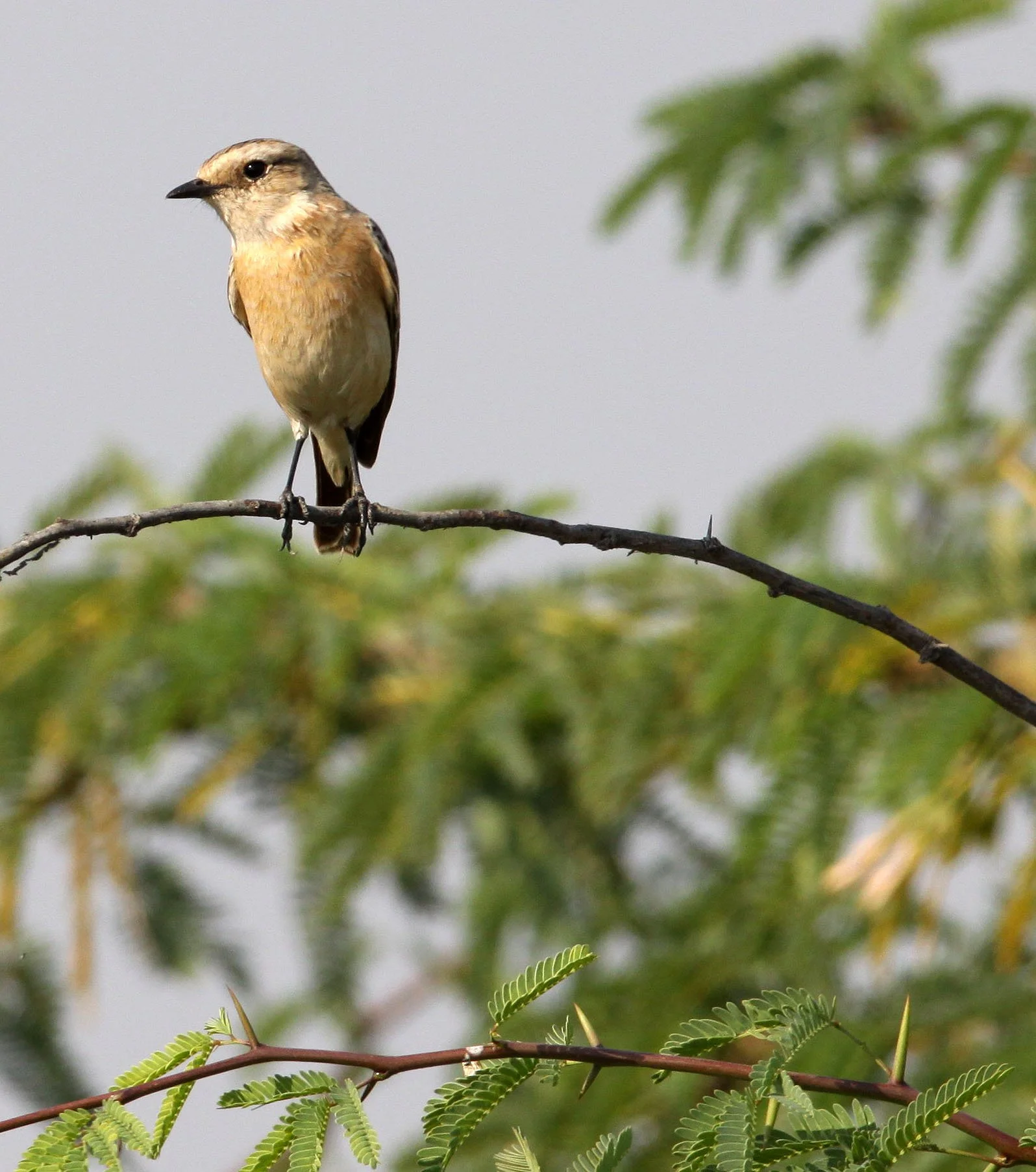 BIRD - WHEATEAR - DESERT WHEATEAR - OENANTHE DESERTI - BLACKBUCK NATIONAL PARK INDIA (3).JPG
