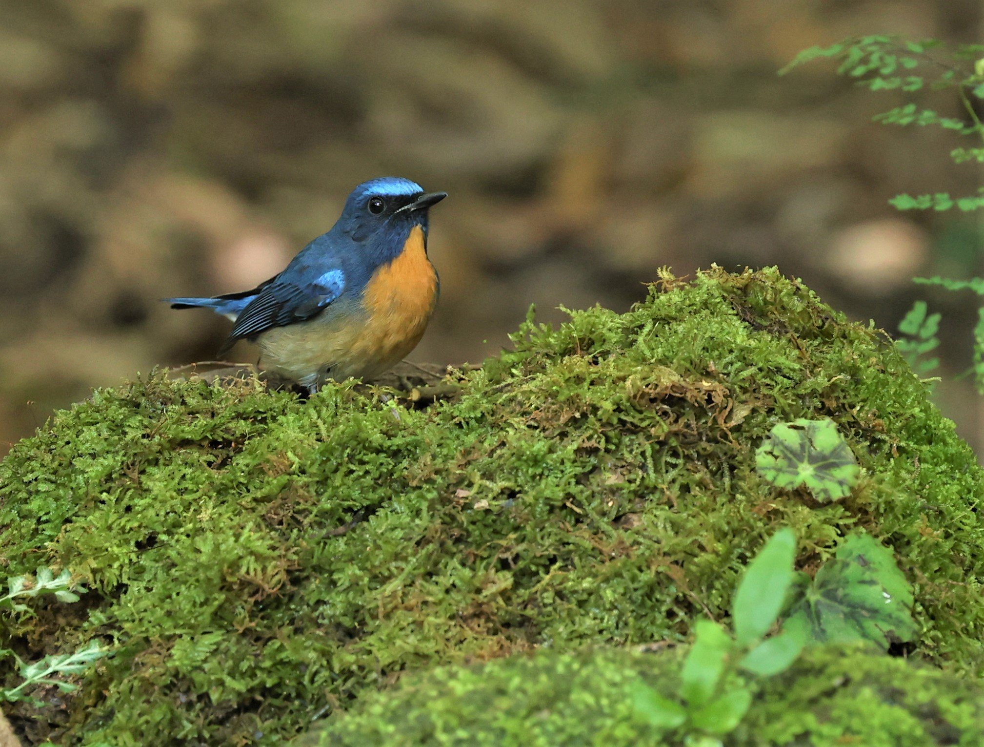 FLYCATCHER - CHINESE BLUE FLYCATCHER - Cyornis glaucicomans - PETCHABURI PROVINCE - NUY HIDE NEAR KAENG KRACHAN JAN 2022 (29).jpg