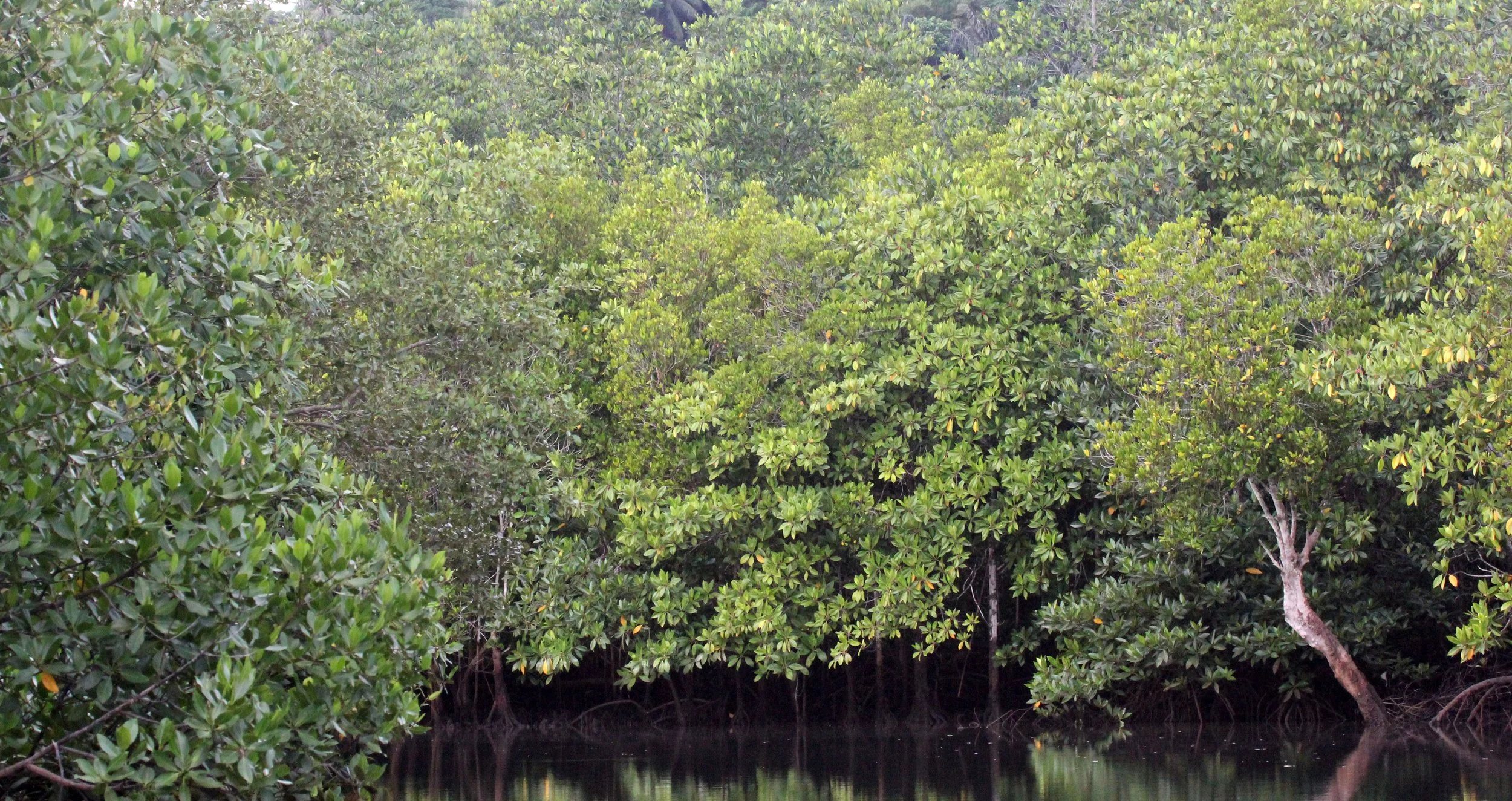 TANGKOKO NATIONAL PARK, SULAWESI INDONESIA (12).JPG