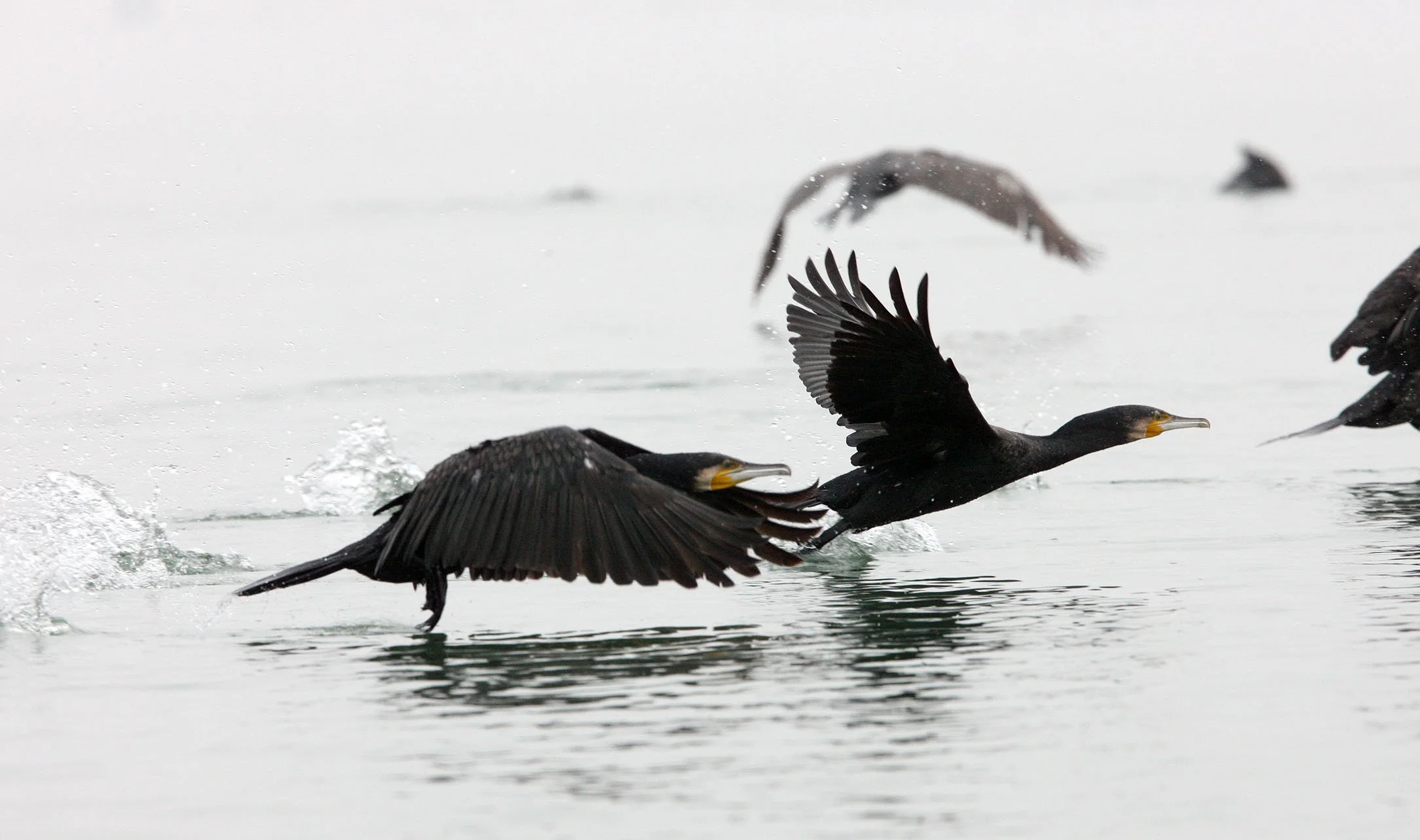 Phalacrocorax carbo - Great Cormorant - Chambal River India (14).JPG
